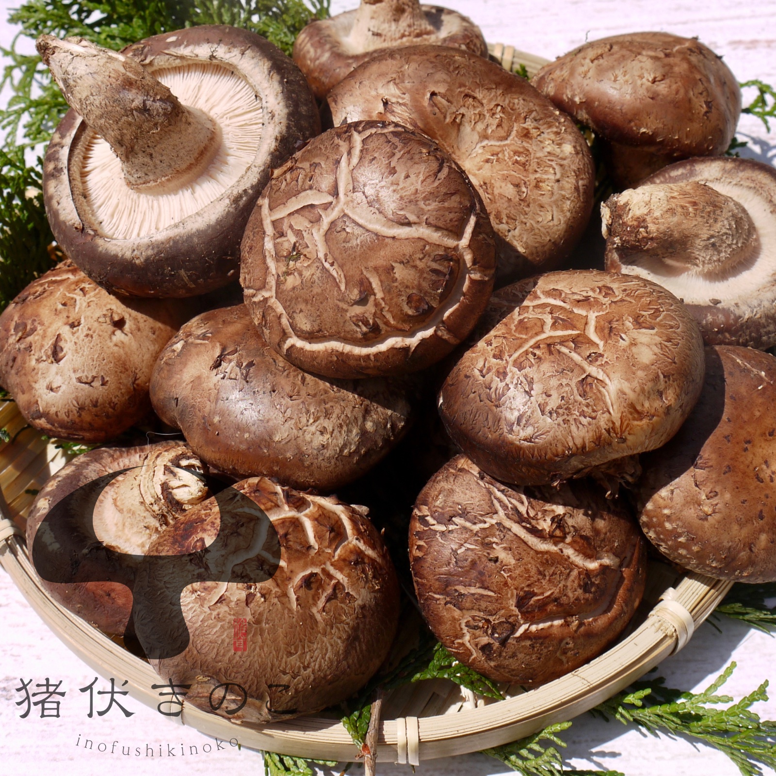 椎茸 原木 販売