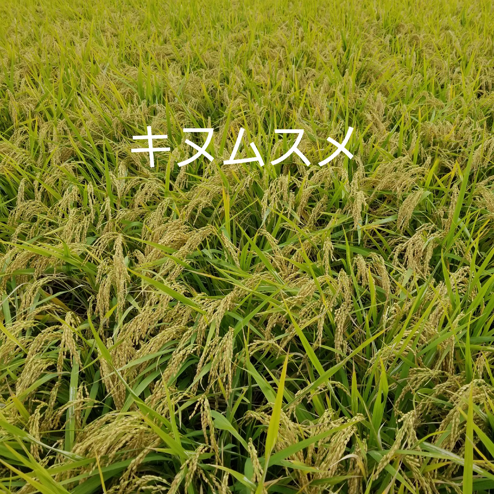 めっちやうまい❗淡路島産きぬむすめ白米8kg ｜ 米・穀物/米/精米 産直