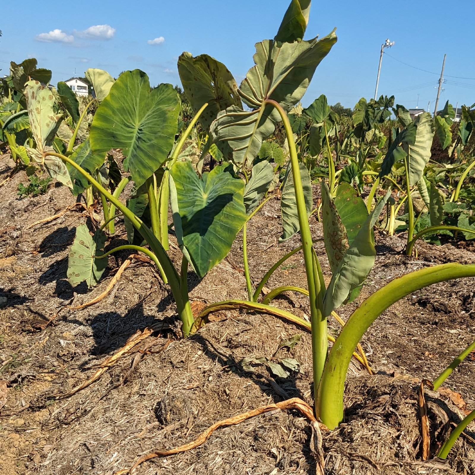 農薬化成肥料不使用の里芋（栽培期間中）2kg以内 | 野菜/里いも
