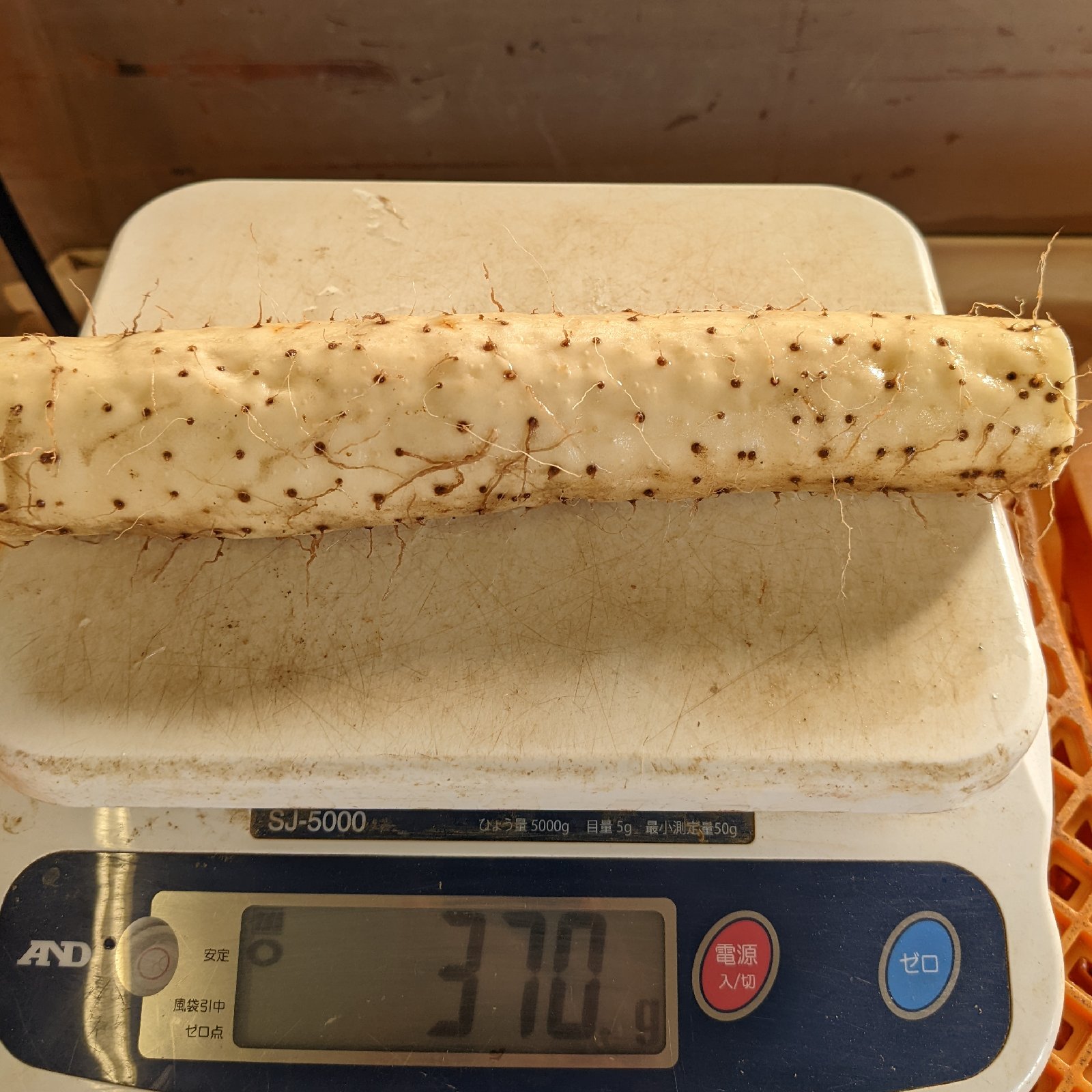 大和芋 泥付き 約1キロ（3本） 群馬県尾島産 ｜ 野菜/長いも・山いも