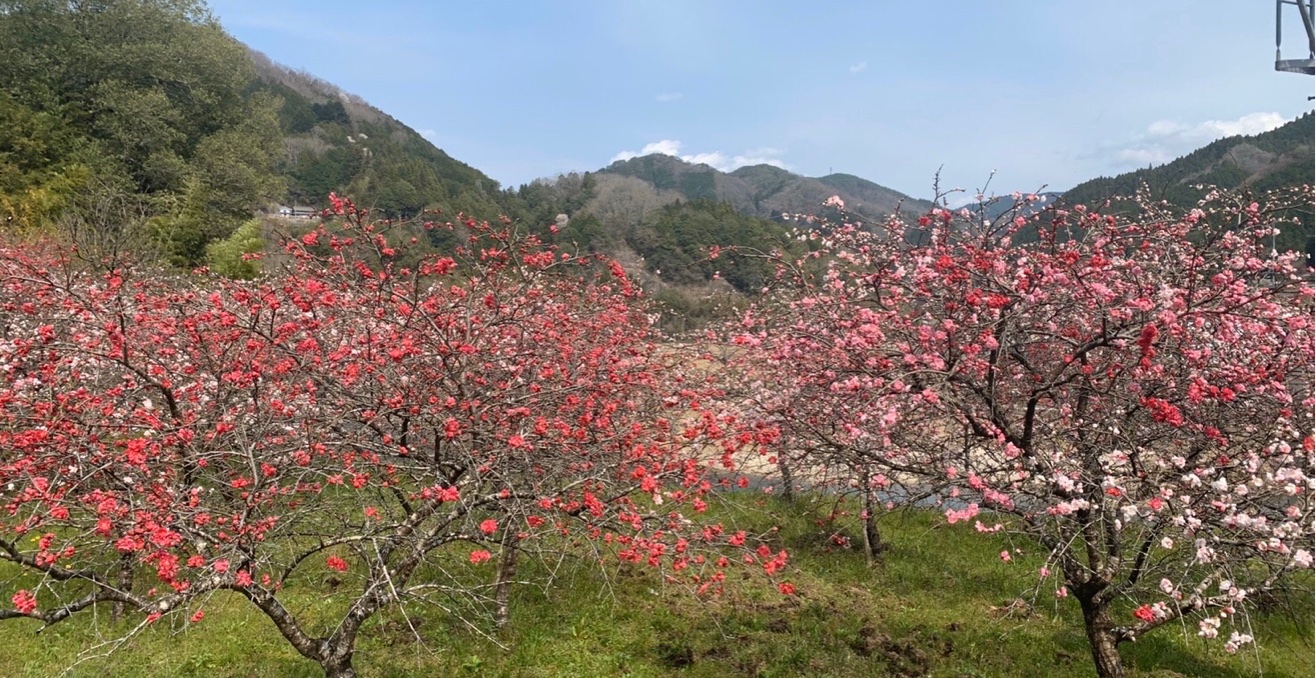 竹々木々 豊田市
