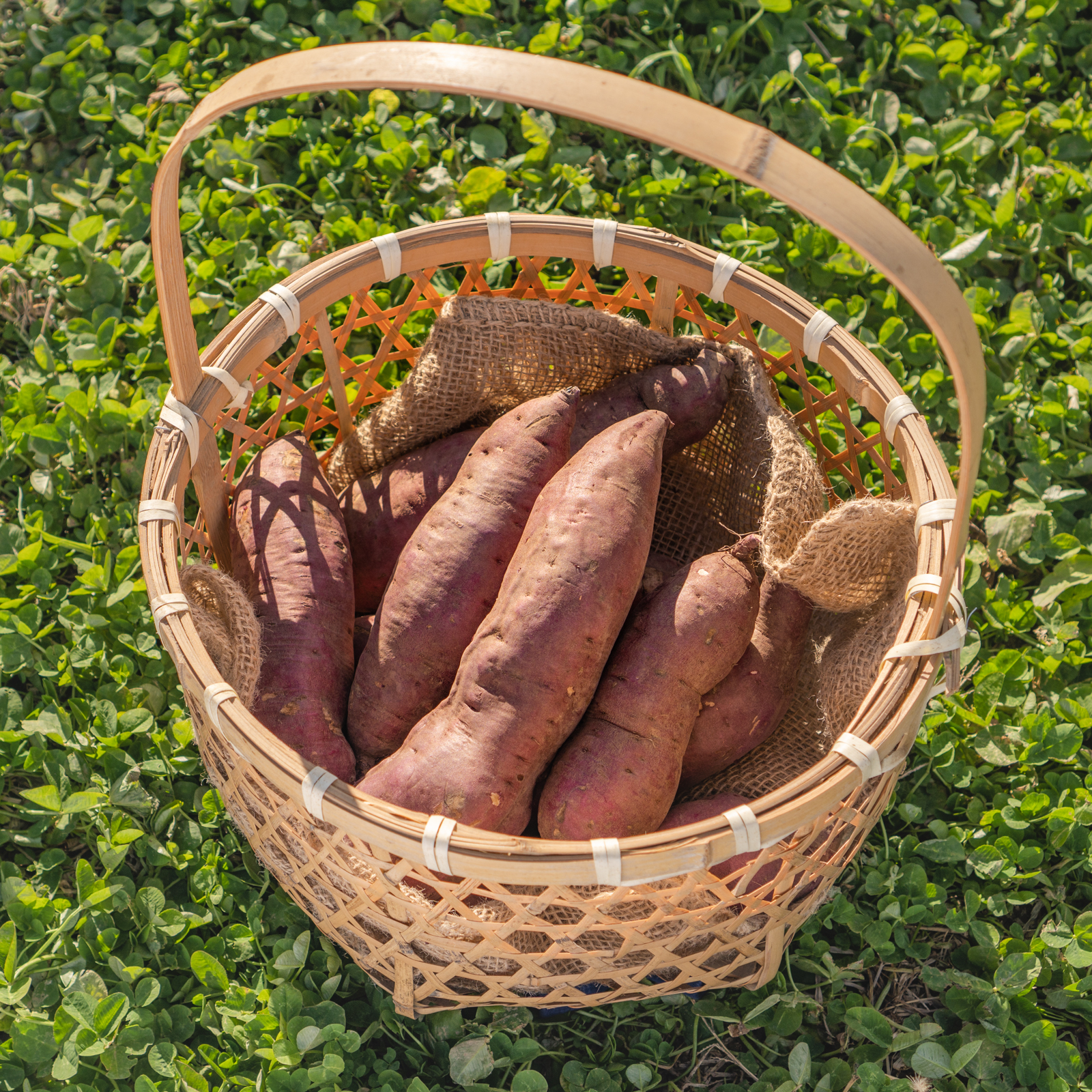 さつまいもの茎 芋づる 無農薬 有機肥料栽培 朝採り お得用3 5kg 1 Nfpkz3yiob Clubgetfit Ch