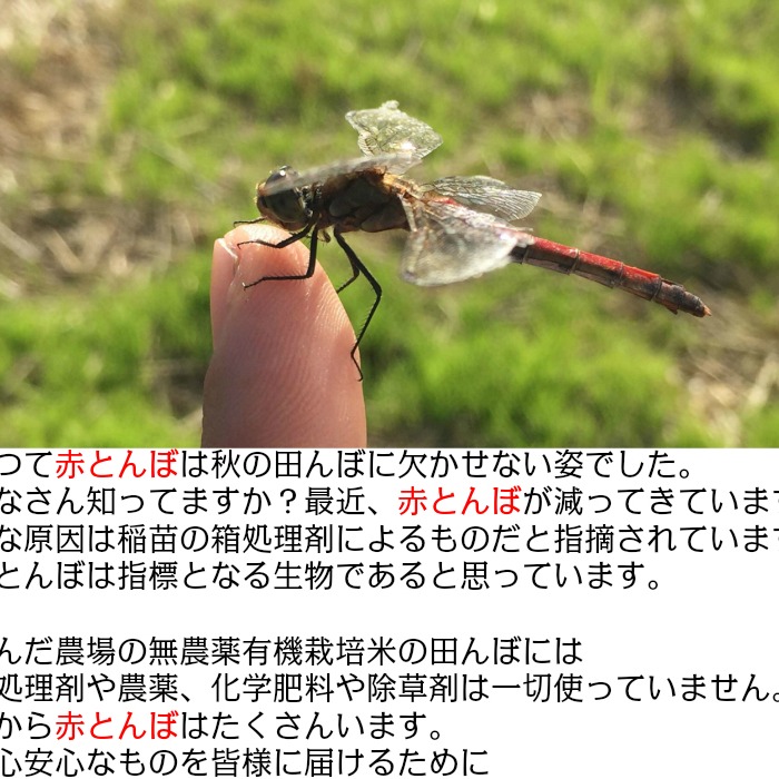 令和7年産 もち米 カグラモチ 餅米 玄米 500g ｜ 米・穀物/もち米 産直