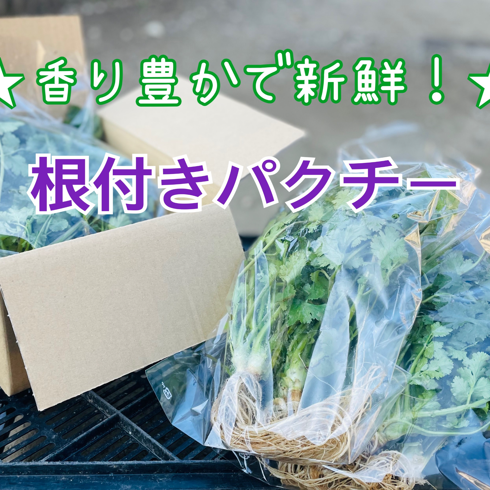 クール便】お試し60サイズ☆香り豊かな根付きパクチー保存説明付き
