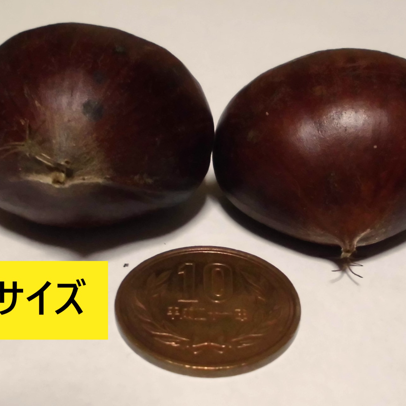 銀寄栗・ポロタン栗・利平栗・丹沢栗・筑波栗