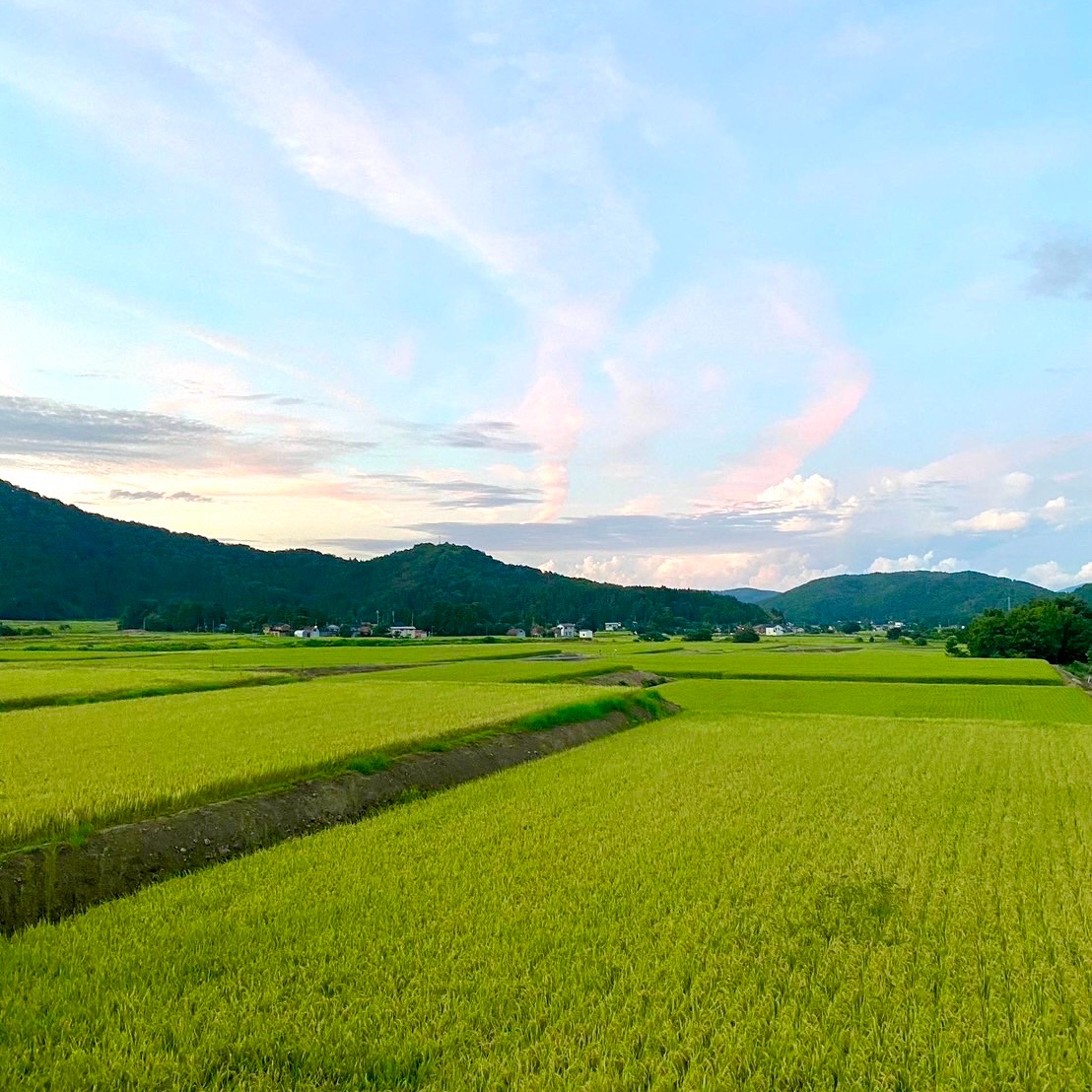 新米【令和8年産】新潟県産つきあかり 玄米30kg｜ふっくら大粒のお米