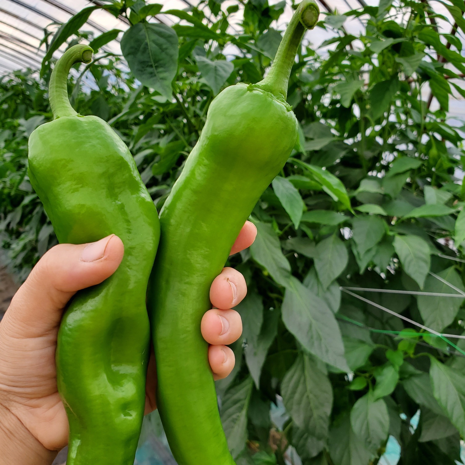唐辛子 牛角大王 ハラペーニョ 激辛 合計4kg ｜ 野菜/野菜セット