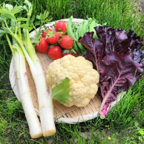 カリフラワー様　専売