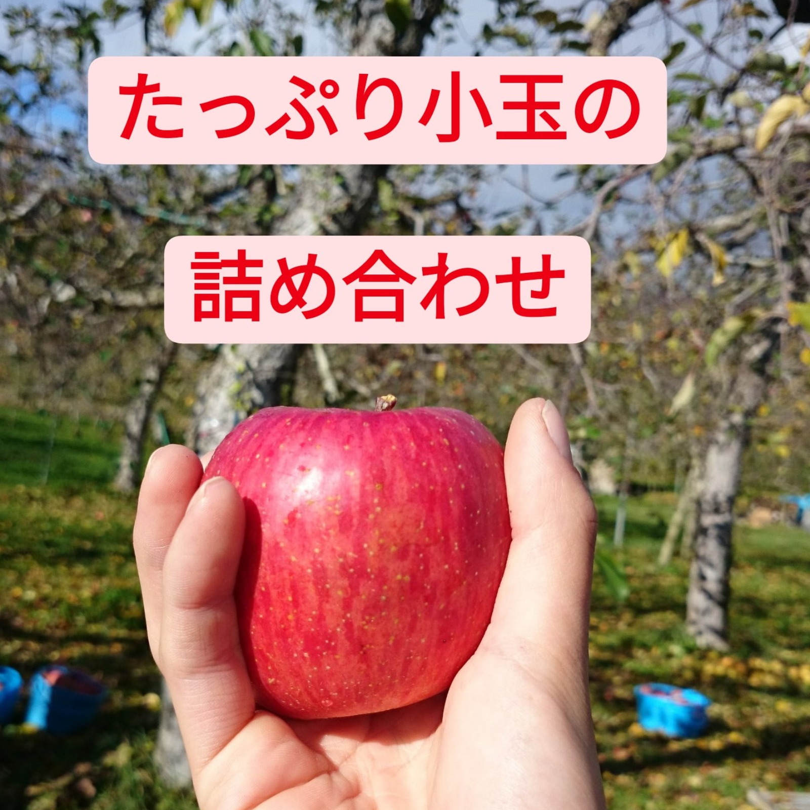 サンふじ 規格外小玉・丸かじりサイズ！ 5キロ箱(20～25玉) 新聞梱包