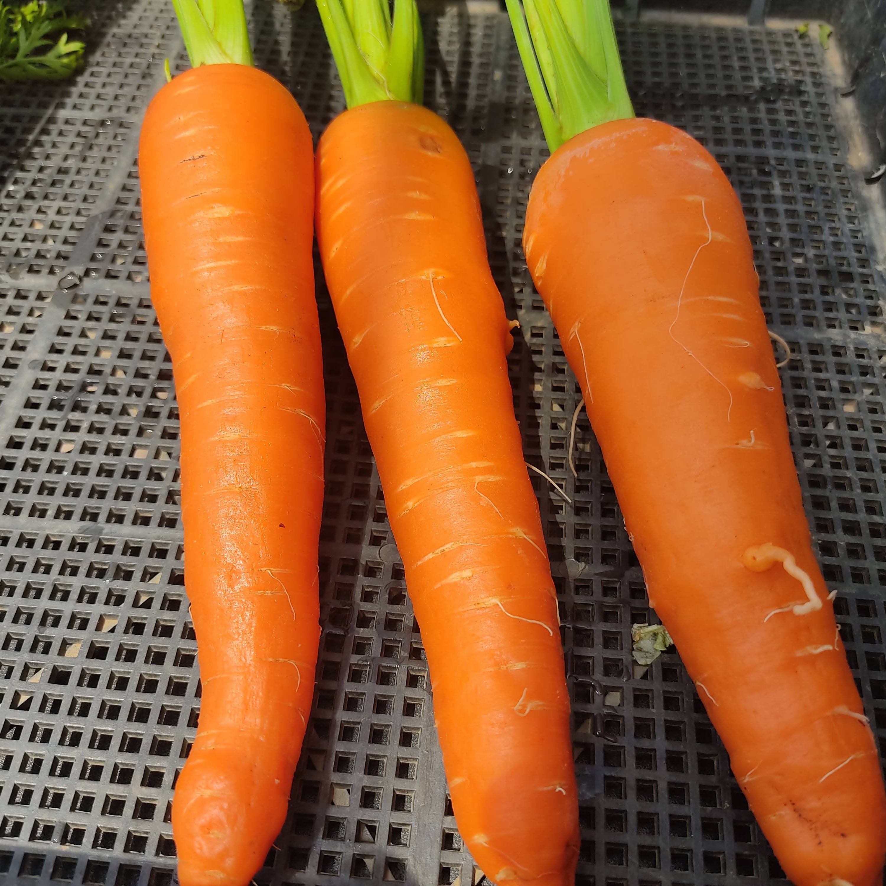 まるでお野菜の宝石箱【贅沢3色の彩り】オレンジ×黄色×紫｜葉付き