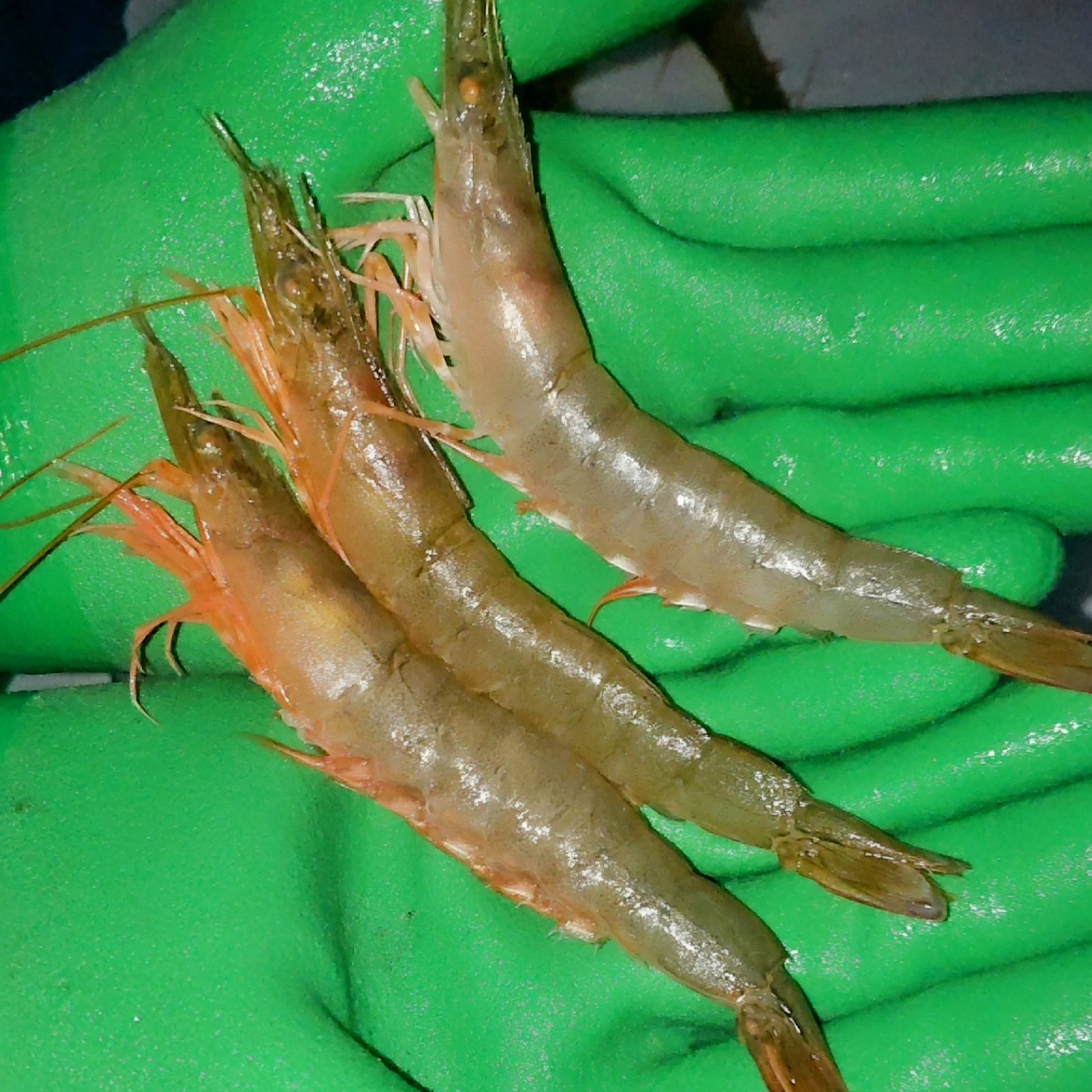 活〆シラサエビ約500㌘小サイズ | 魚介類/エビ 産直アウル 農家から