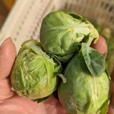淡路島産　芽キャベツ10kg たぶん30％増量】双葉農園の芽キャベツ”（1800g →2400g） from 名水の