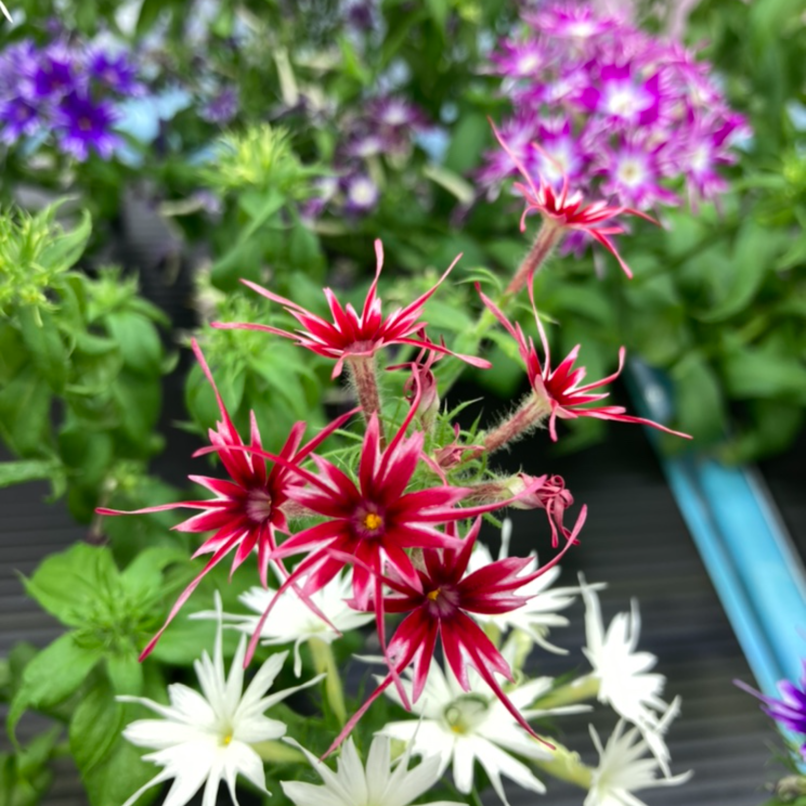 常温配送》エディブルフラワー ポップスター 10輪 色Mix | その他/食用