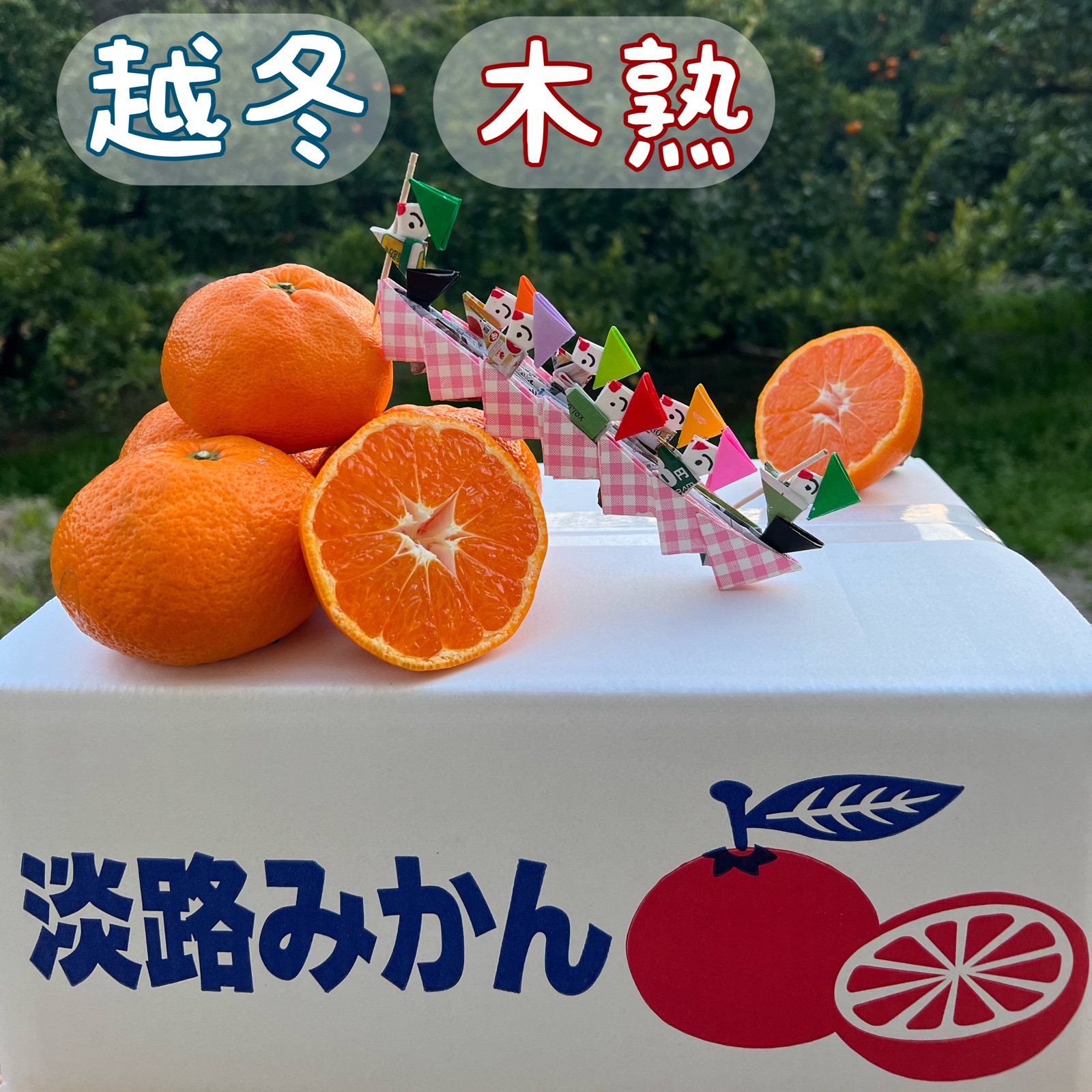 越冬木成り完熟みかん（大玉サイズ）10kg | 果物/温州みかん 産直