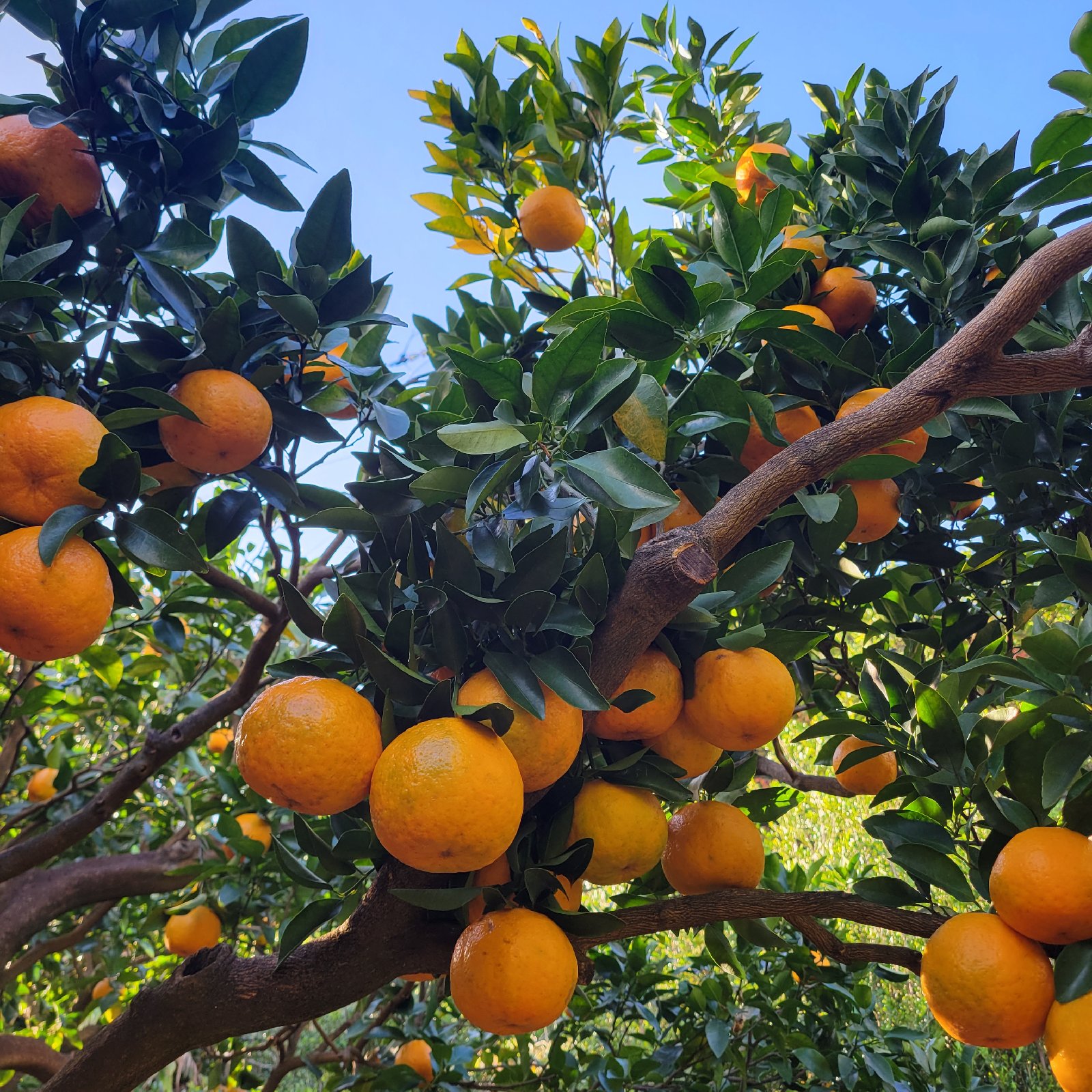 贈答用】屋久島名産ぽんかん5キロ | 果物/オレンジ・その他みかん 産直