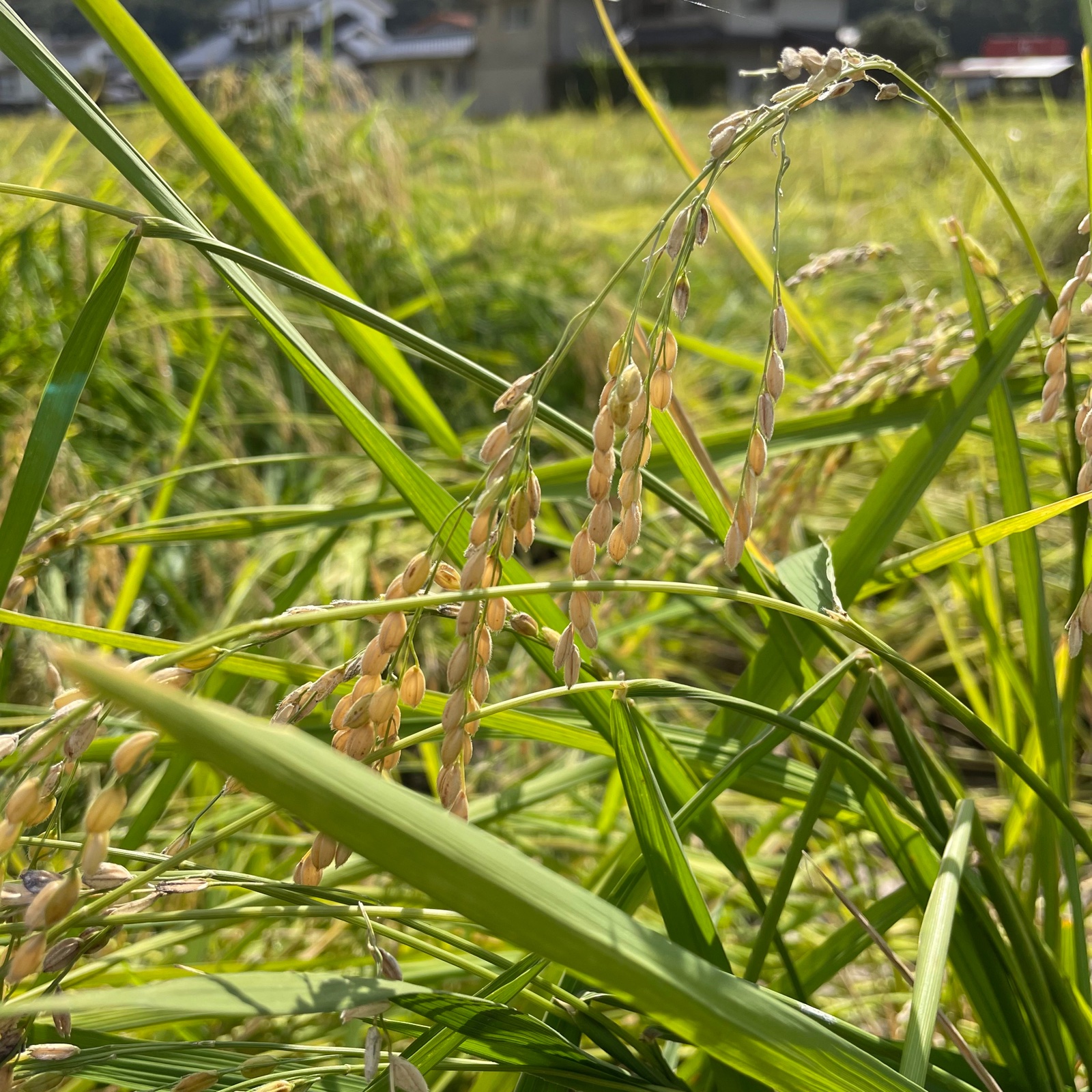 令和7年産】きぬむすめ 3kg ｜ 米・穀物/米/精米 産直アウル 農家