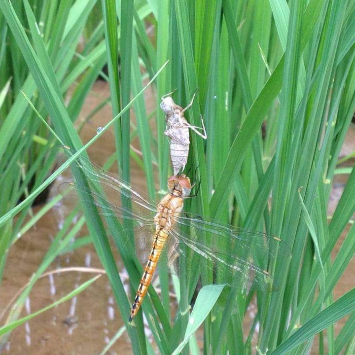 九州福岡【白米9㎏／約60合】「夢つくし」上品な甘みと柔らか食感 特別