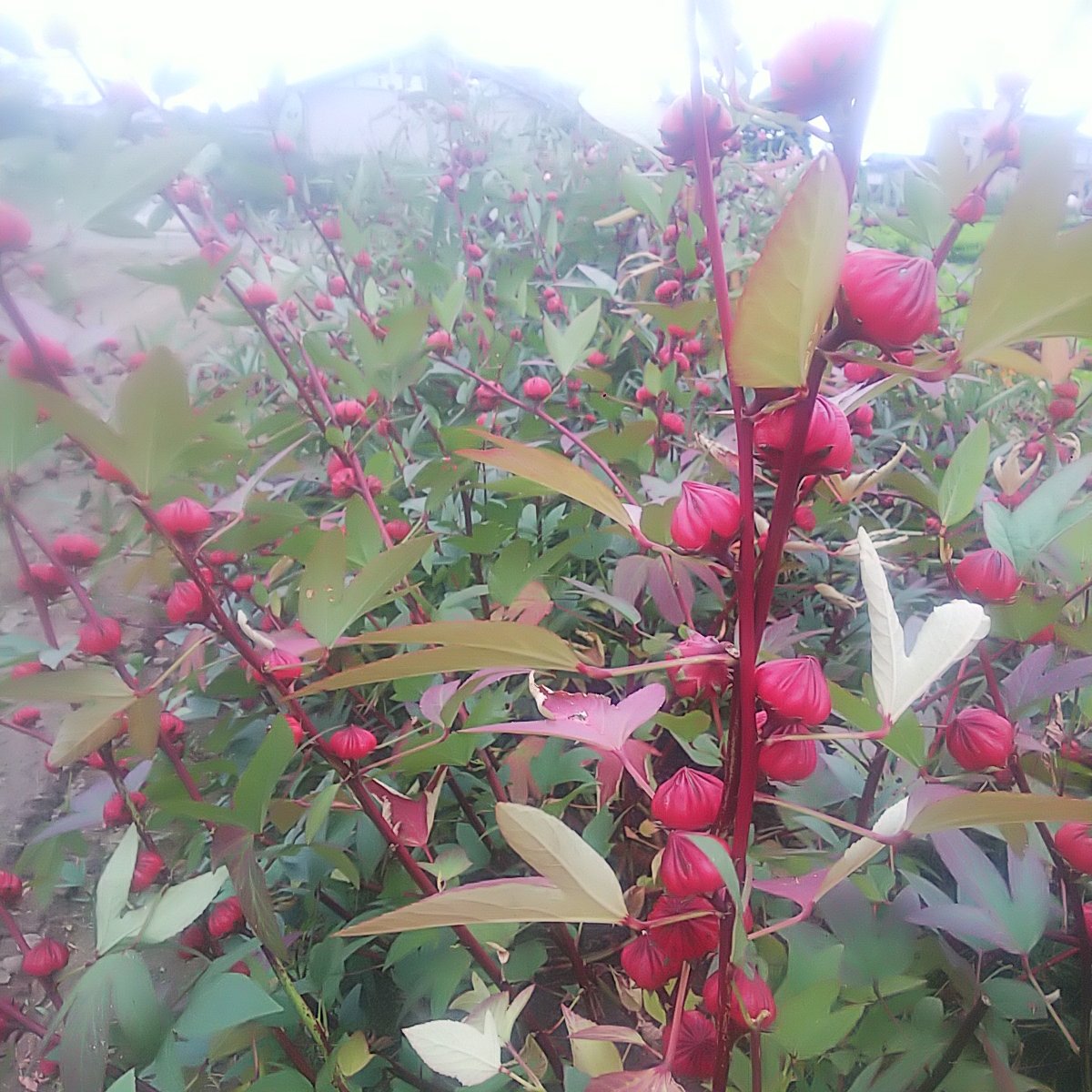 無農薬 1kg ハイビスカスローゼル | その他/食用花 産直アウル 農家