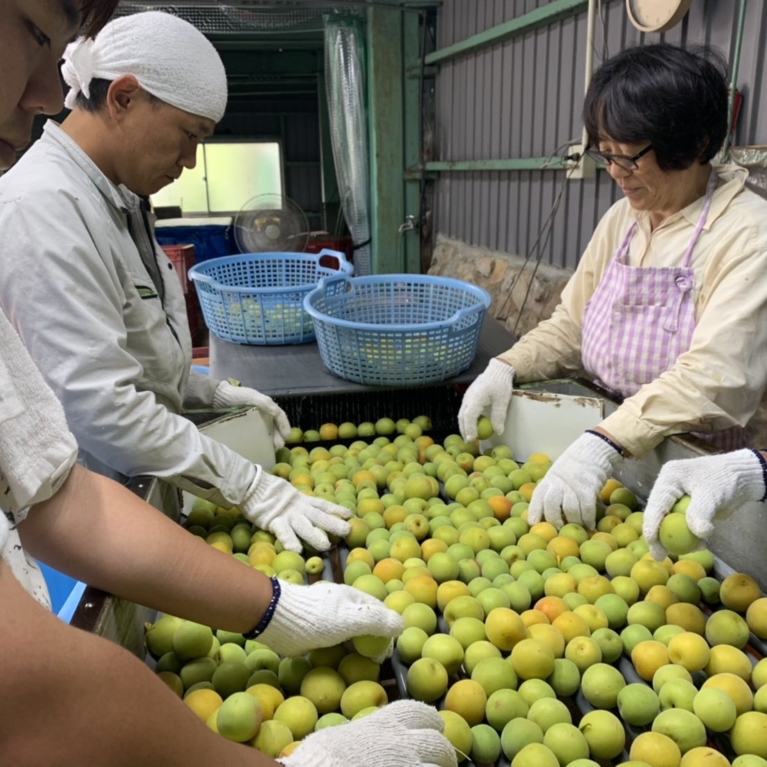 ◇産地直送　紀州南高梅5kg 梅 無添加 和歌山 紀州 白梅 1607 紀州南高梅 無添加ご家庭用 昔ながらの酸っぱいつぶれ梅干し ｜ 加工品