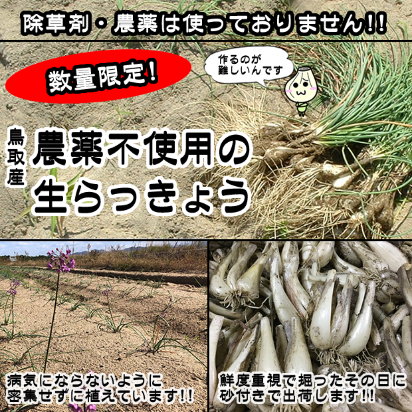 限定栽培】農薬不使用の根付き生らっきょう 1kg 【収穫から最短発送