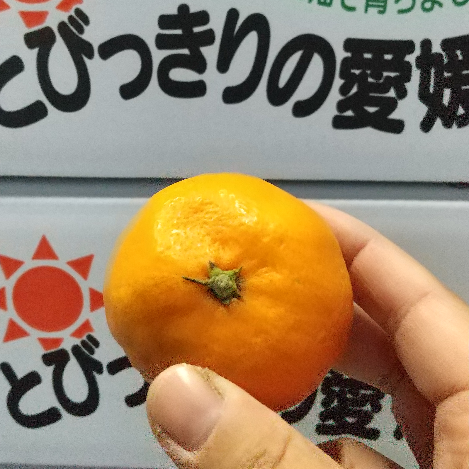 とびっきりの愛媛 小玉みかん 2Sサイズ30玉入り | 果物/温州みかん