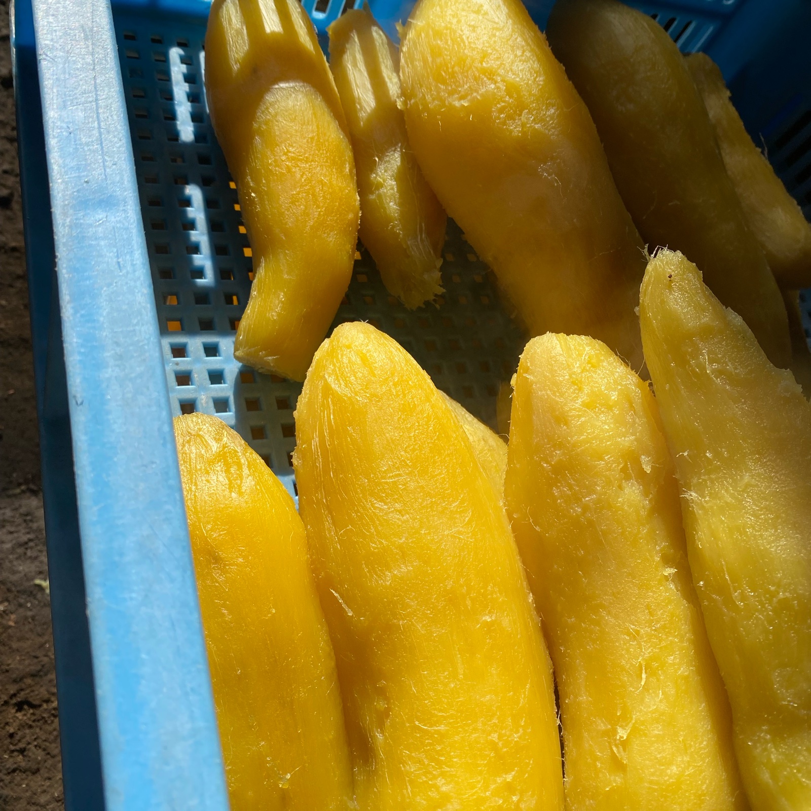 さくちゃん農園 干し芋 パカ、シロタ | 加工品/その他加工品 産直