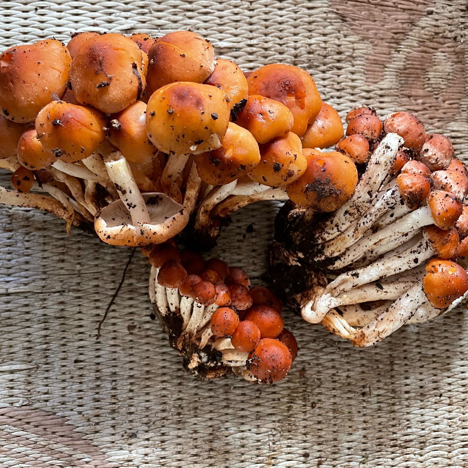 出汁のでる🍄 クリタケ 300g 他少量オマケ付き ｜ 野菜/きのこ 産直