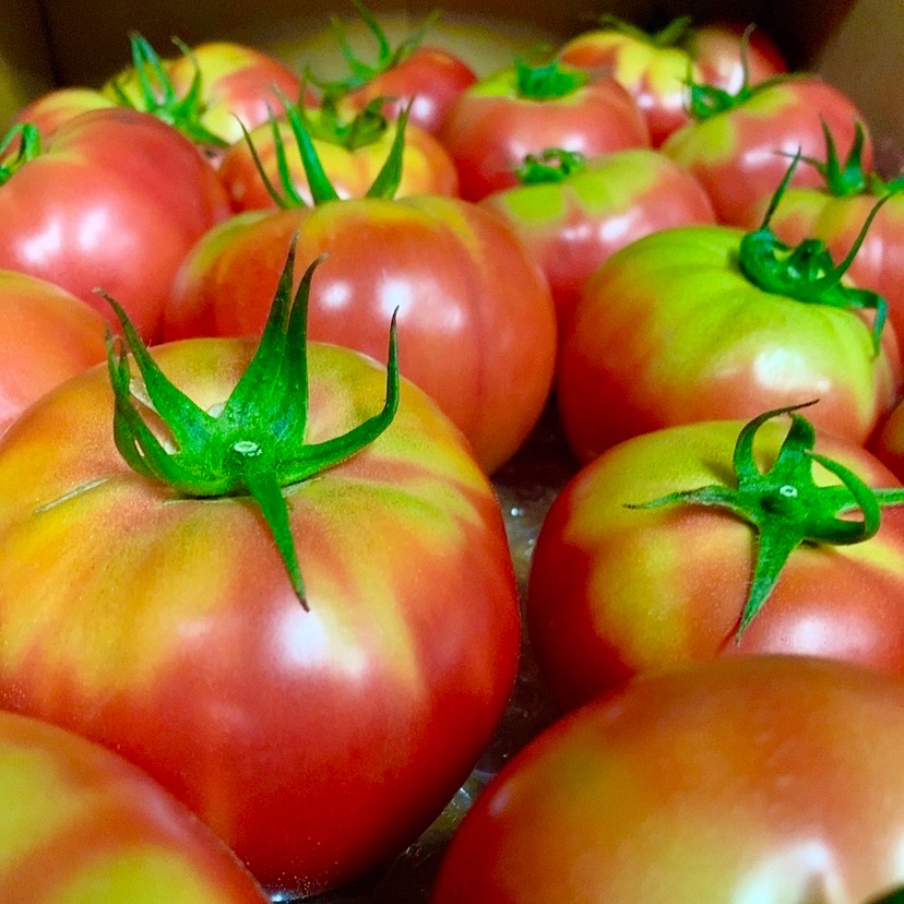 青玉トマト　15Kg 新井園のヘタ青トマト約4Kg×2箱 ｜ 野菜/トマト 産直アウル 農家・漁師