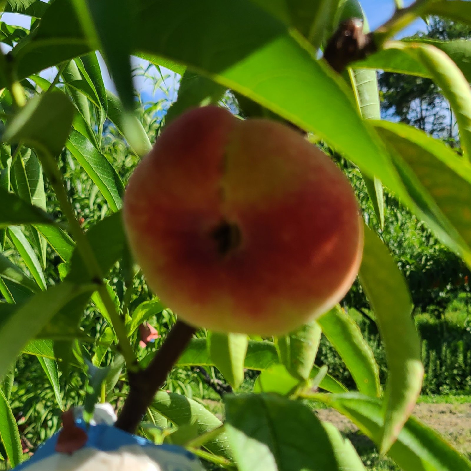 幻の産地で獲れた幻の桃 蟠桃(ばんとう) | 果物/もも 産直アウル 農家