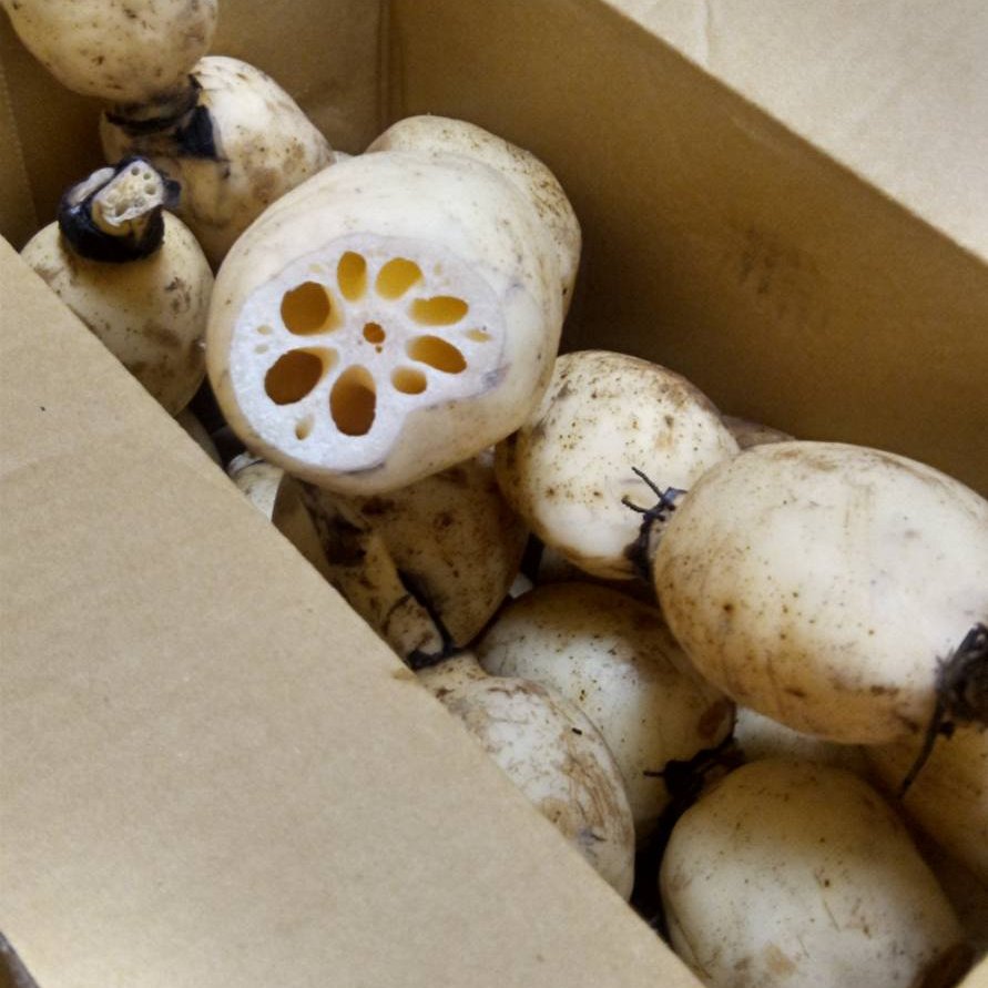 朝採り 茨城県産レンコン2キロ ｜ 野菜/蓮根 産直アウル 農家・漁師