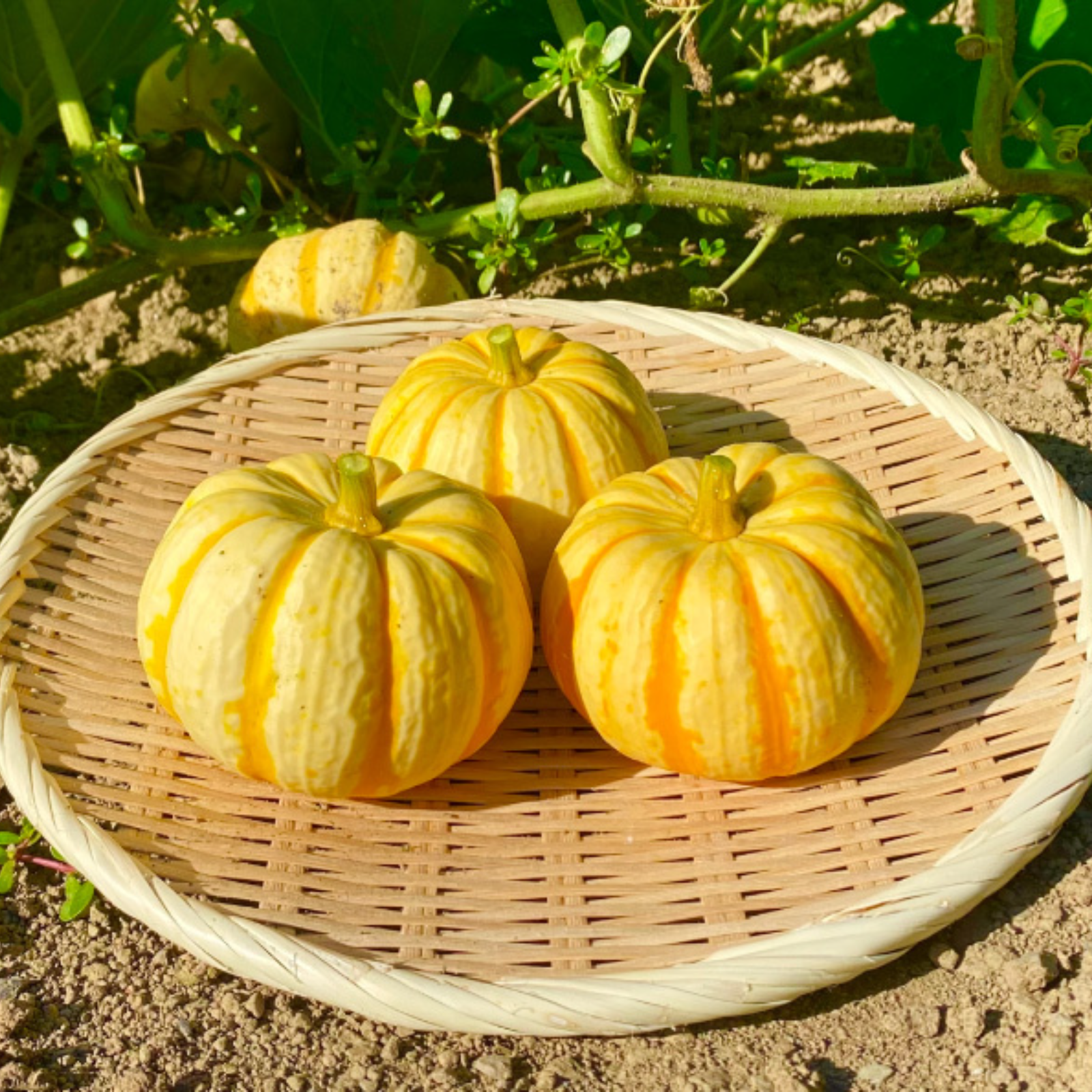 見た目も可愛く味もおいしい！手のひらサイズのプッチーニかぼちゃ(20