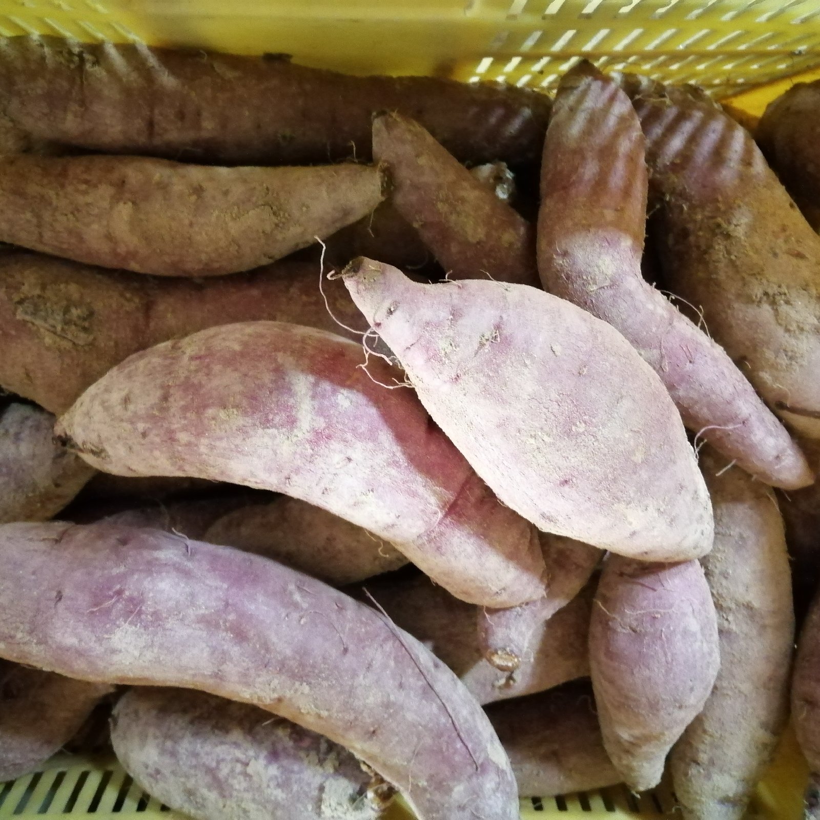 Mサイズの紅はるか 箱込み約5kg 追熟してあります さつまいも | 野菜