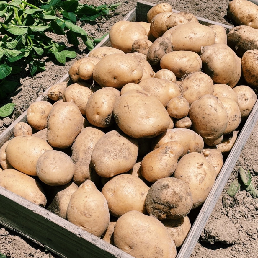 大容量サイズ】新じゃが！きたあかり15kg（土付き）【アウルの日