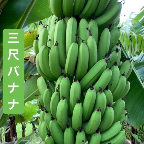 寛尚ファームのバナナ3kg ｜ 果物/バナナ 産直アウル 農家・漁師など