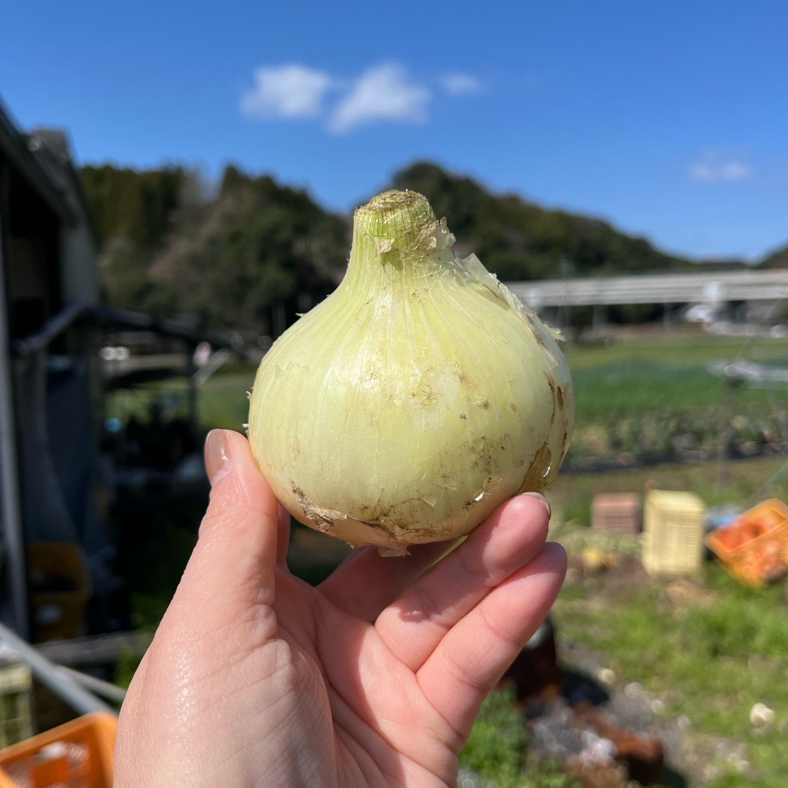 サラたまちゃん農家のサラダ玉ねぎ箱込み10㌔ ｜ 野菜/玉ねぎ 産直