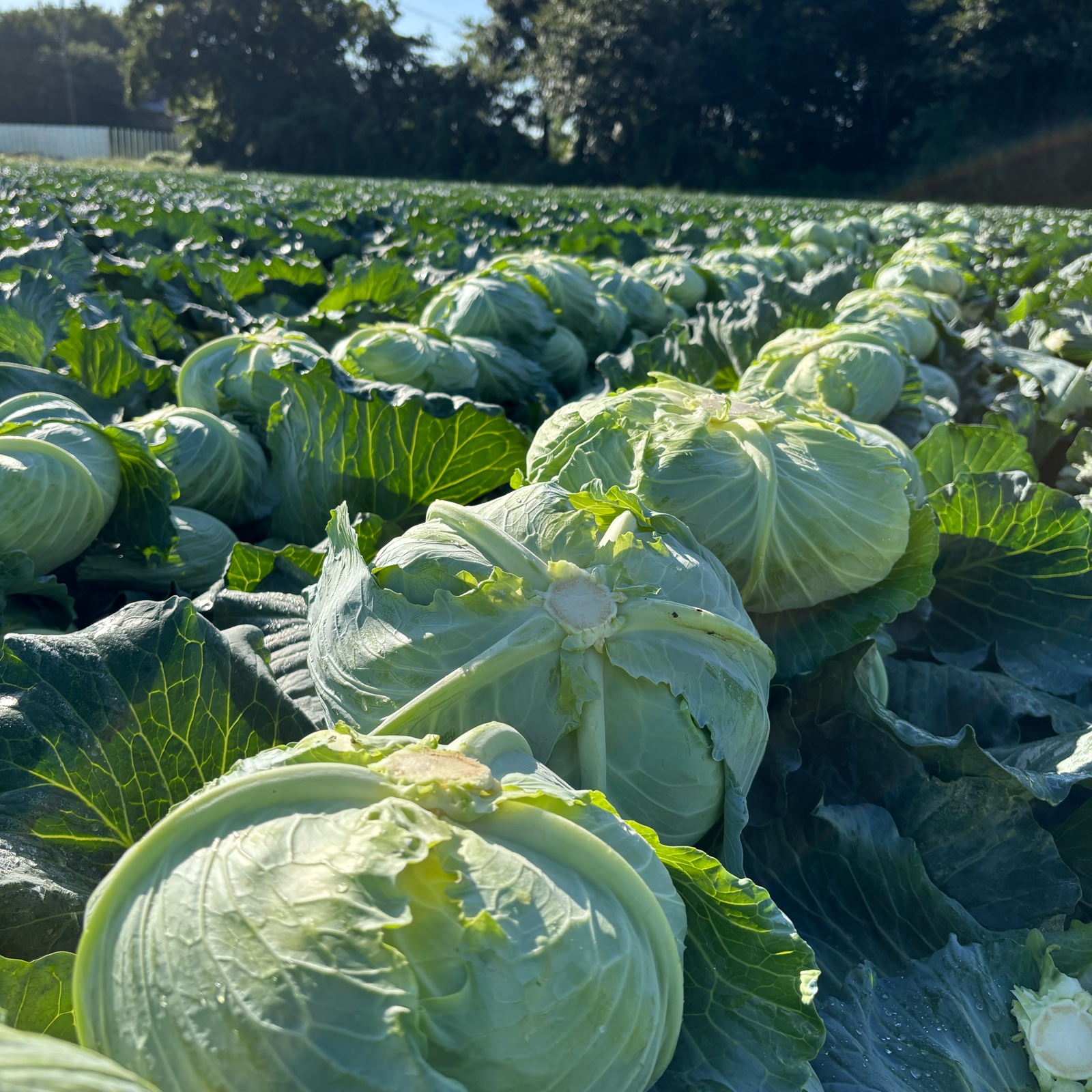 359558e1ec747bf6fa0ed50272fda8