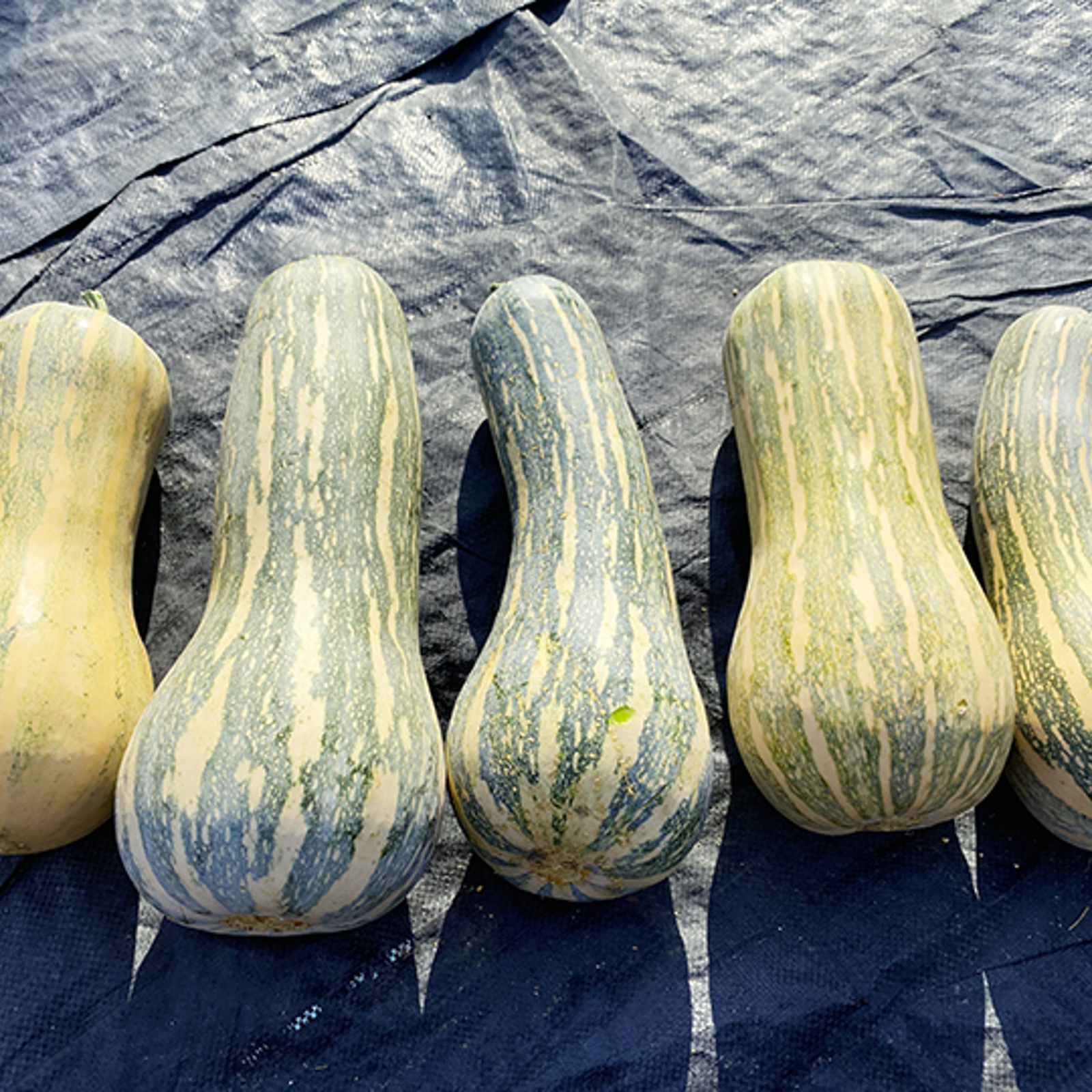 島かぼちゃ（3kg約、2〜4個)） | 野菜/かぼちゃ 産直アウル 農家から