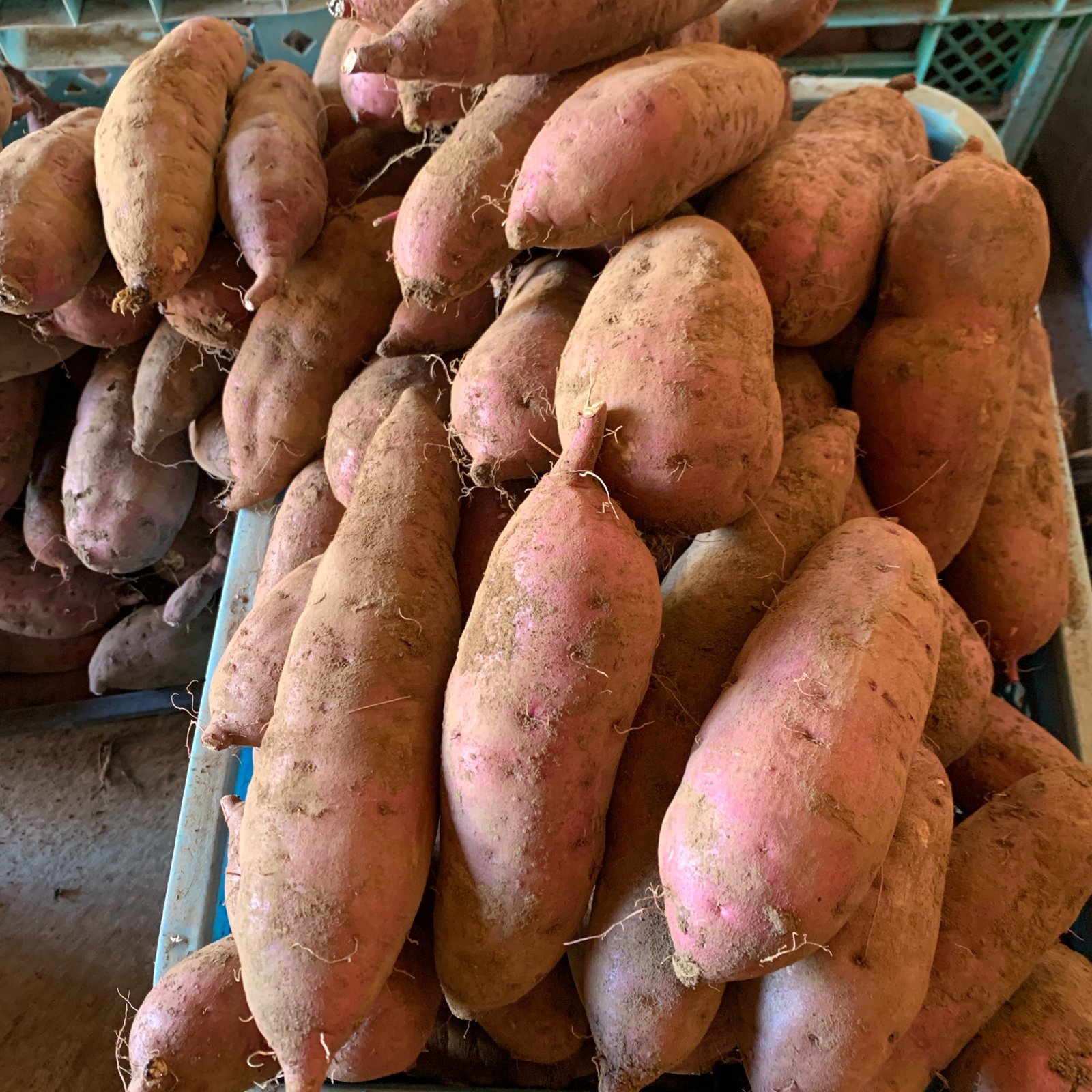 無農薬 みさお農園のサツマイモ ｜ 野菜/さつまいも 産直アウル 農家