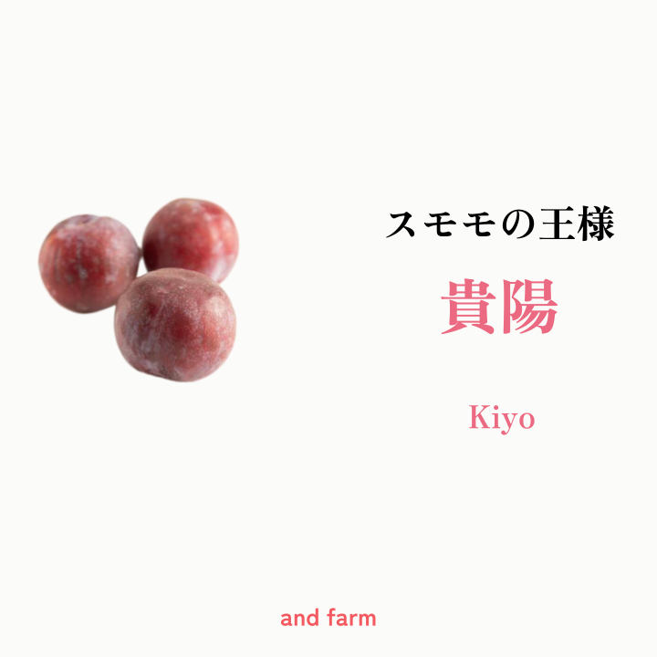 すもも・貴陽】一生に一度は食べたい！王様のひと玉！おうち用