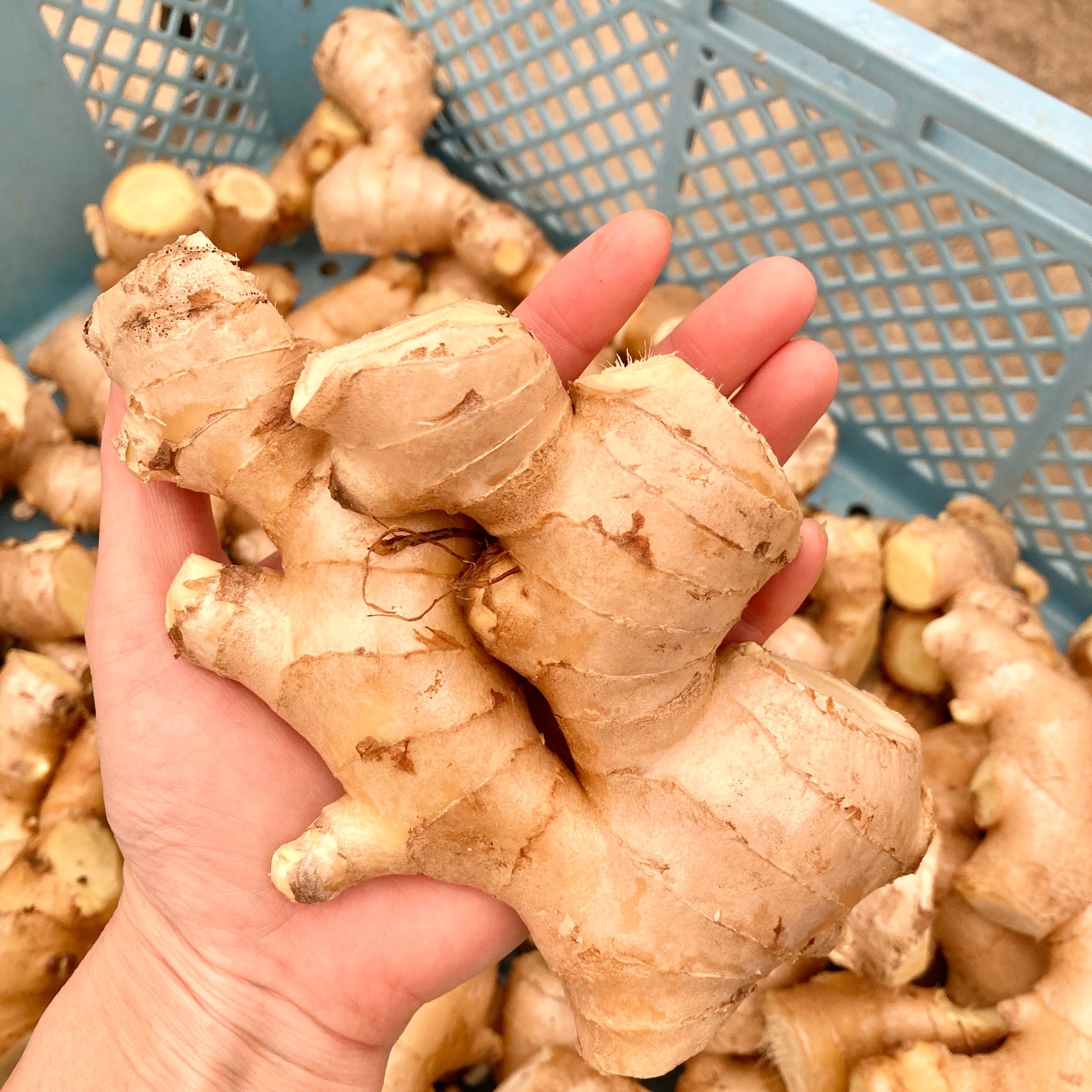 高知県産 生姜 4キロ ｜ 野菜/薬味 産直アウル 農家・漁師など生産者