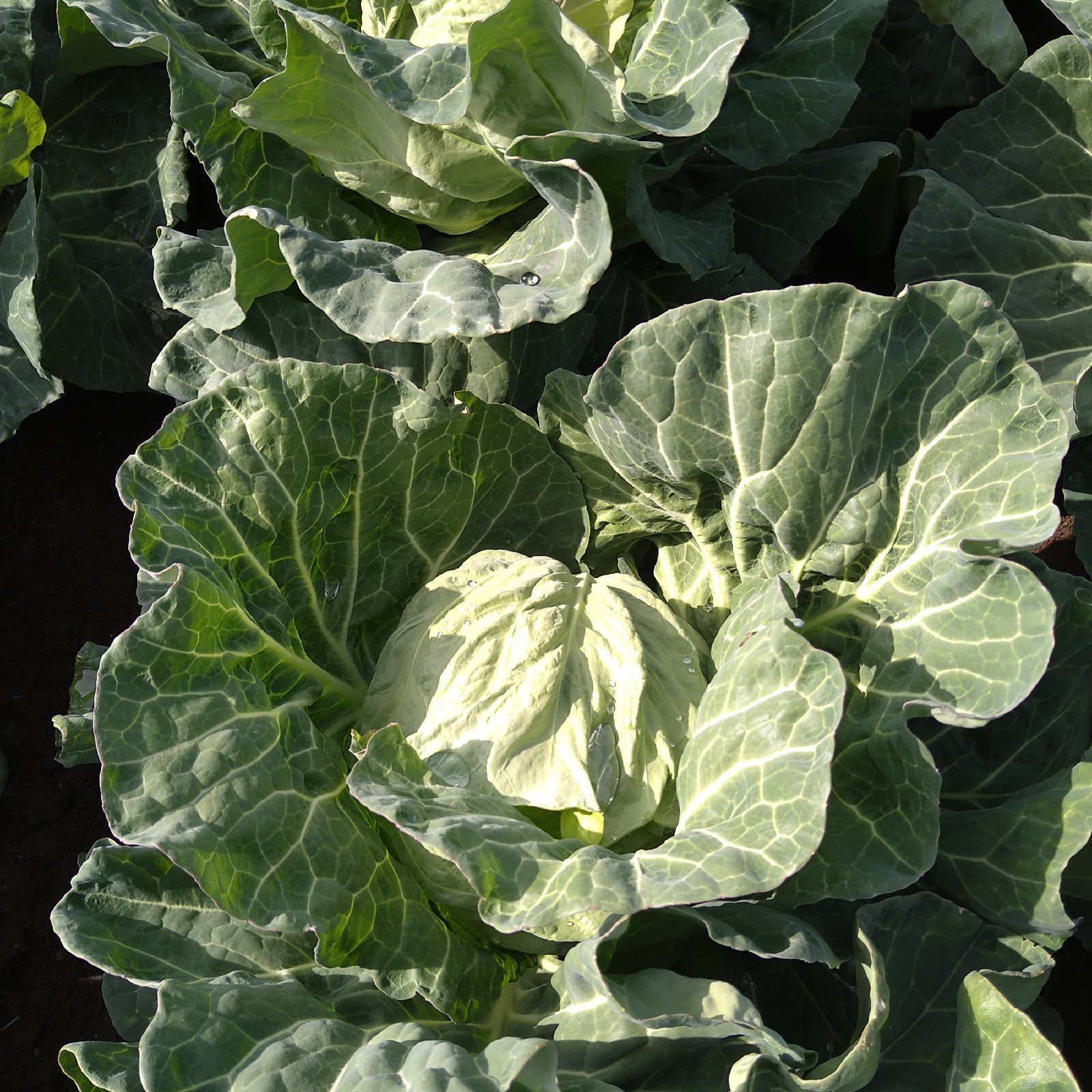 三浦産3個入り春キャベツクール便 ｜ 野菜/キャベツ 産直アウル 農家