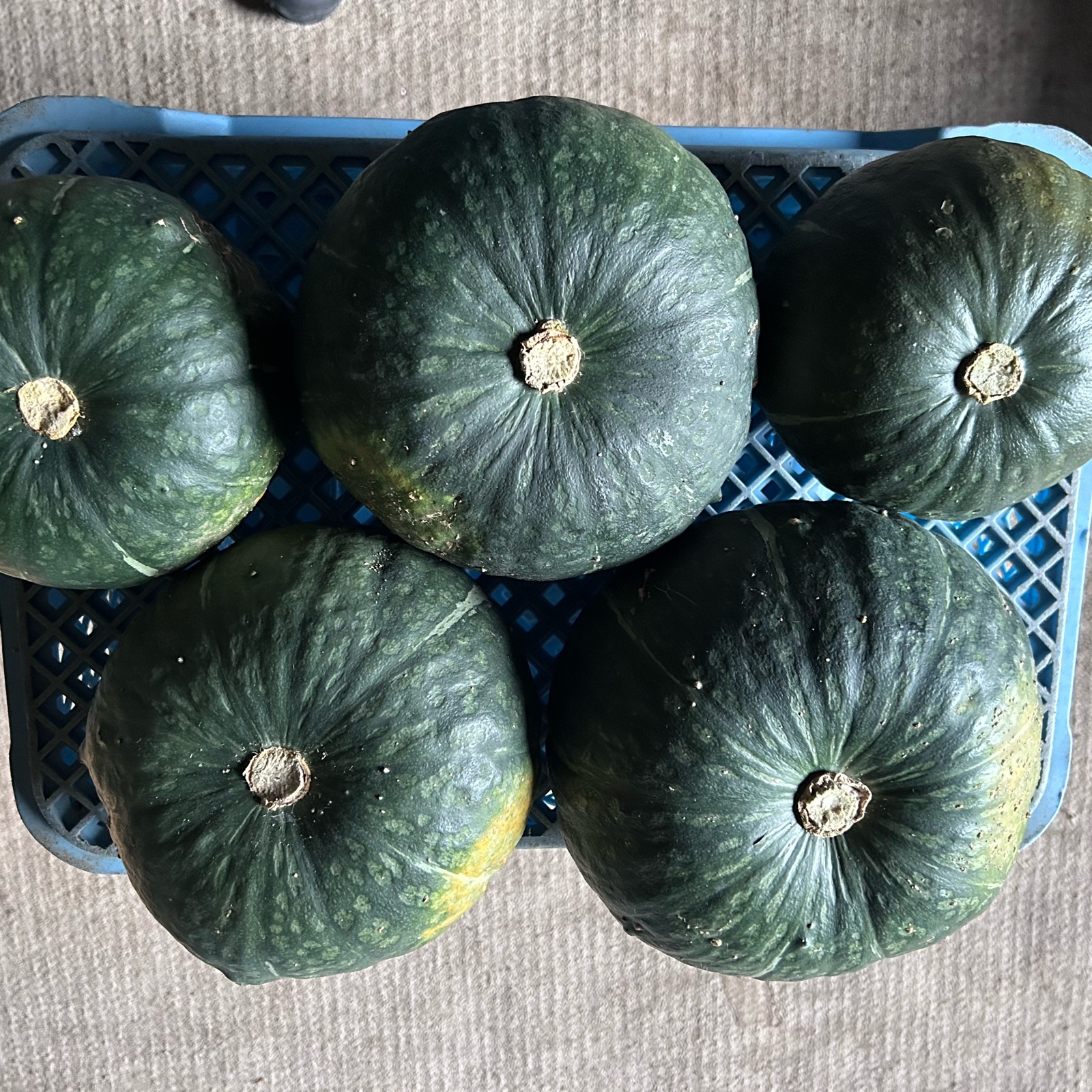 限定一箱】北海道産くり将軍5玉 ｜ 野菜/かぼちゃ 産直アウル 農家