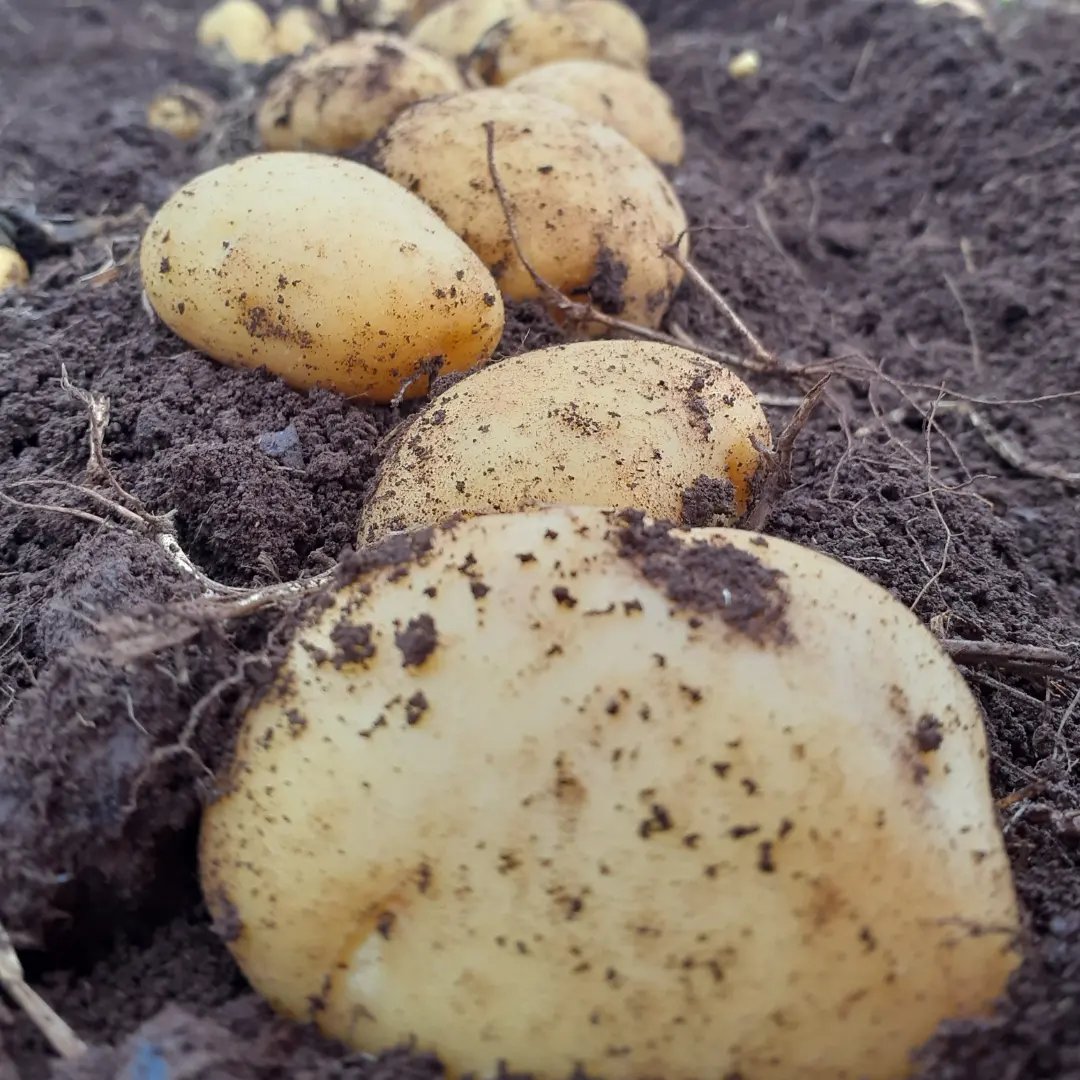 新じゃがいも ながさき黄金5kg ｜ 野菜/じゃがいも 産直アウル 農家