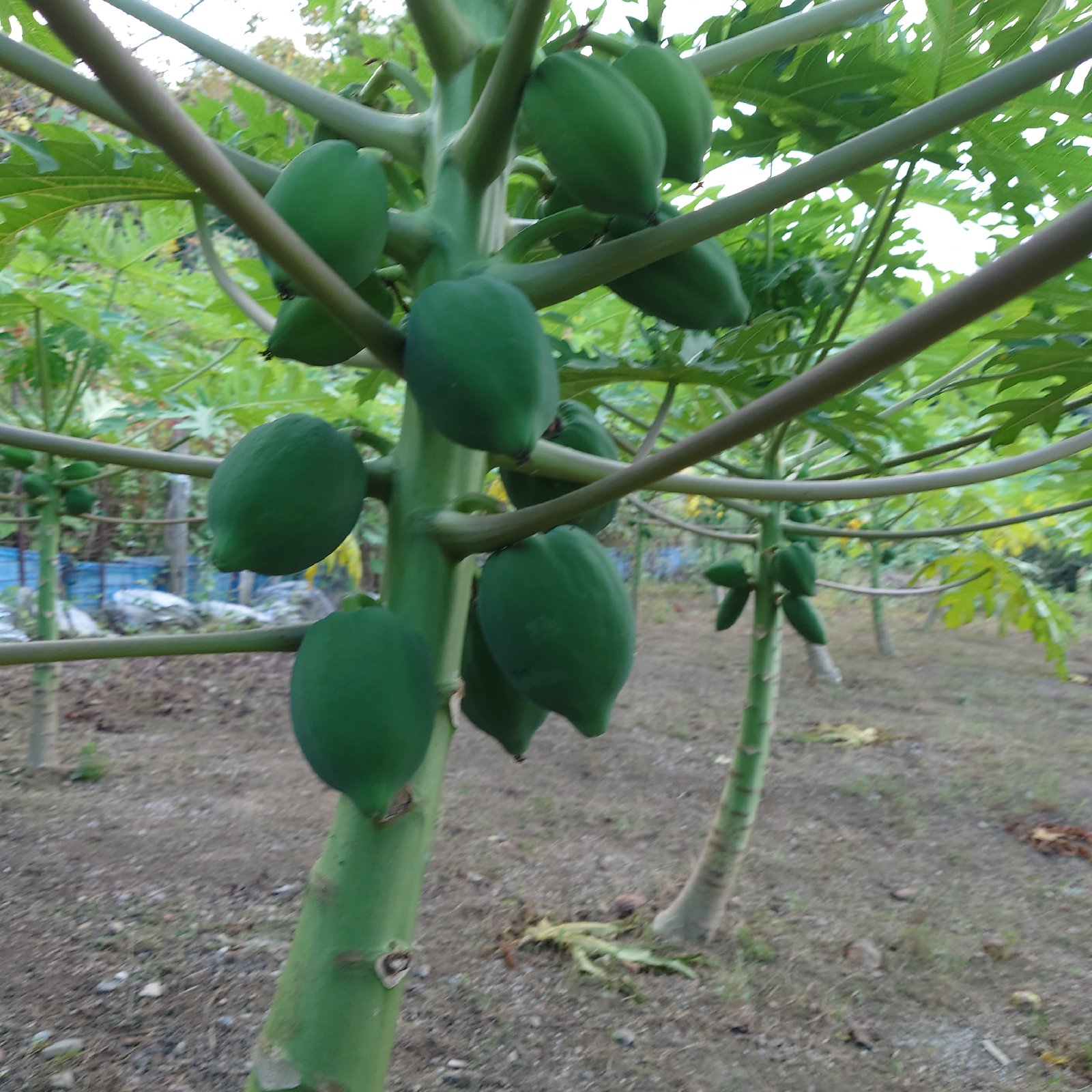 瀬戸内 汐彩の恵みパパイヤ茶 ｜ お茶/その他のお茶 産直アウル 農家 