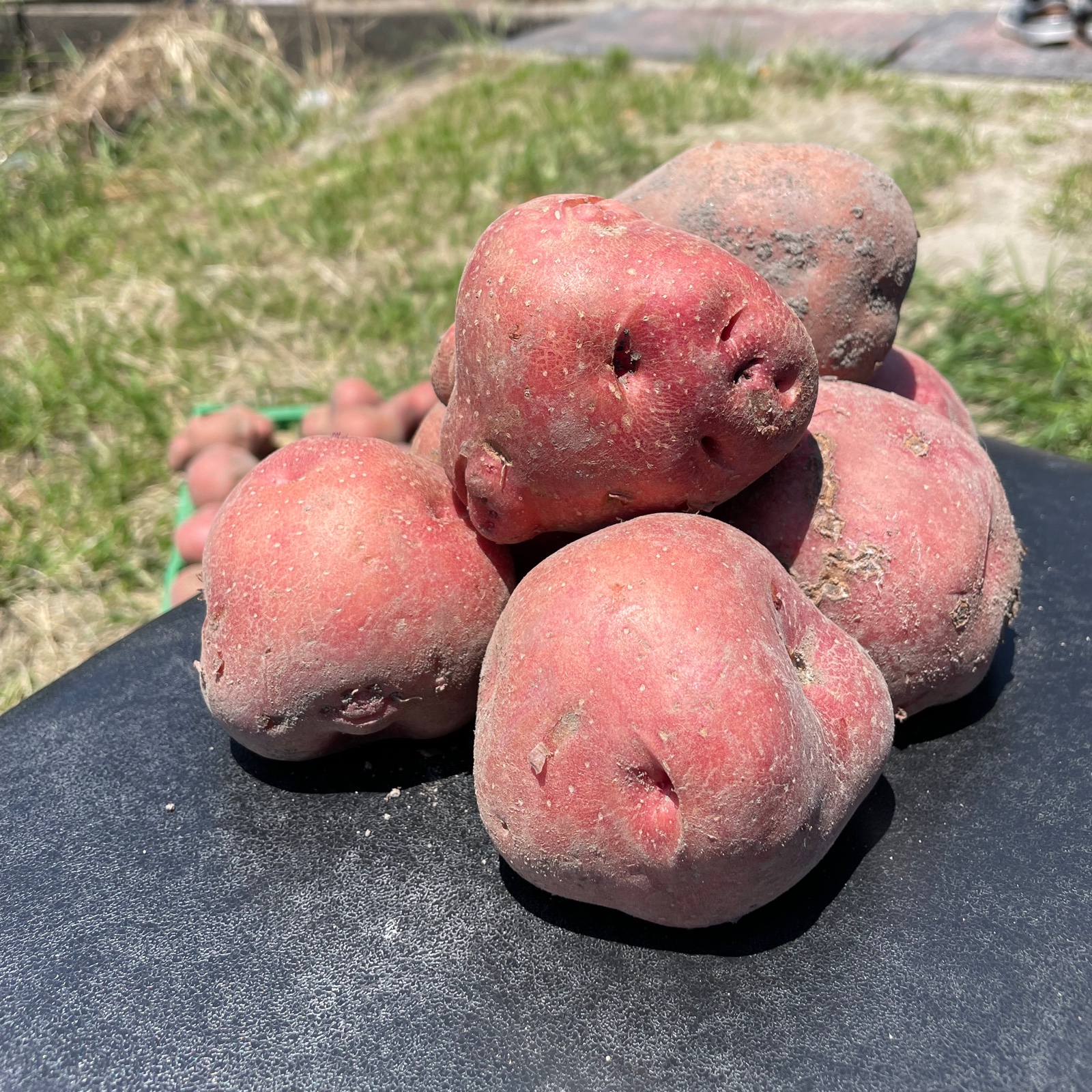 【農薬不使用】濃厚な甘み！アンデスレッド 約8kg サイズ混合 訳あり 新ジャガ 新じゃがいも アンデスレッド 農薬不使用 化学肥料不使用 箱込み8kg