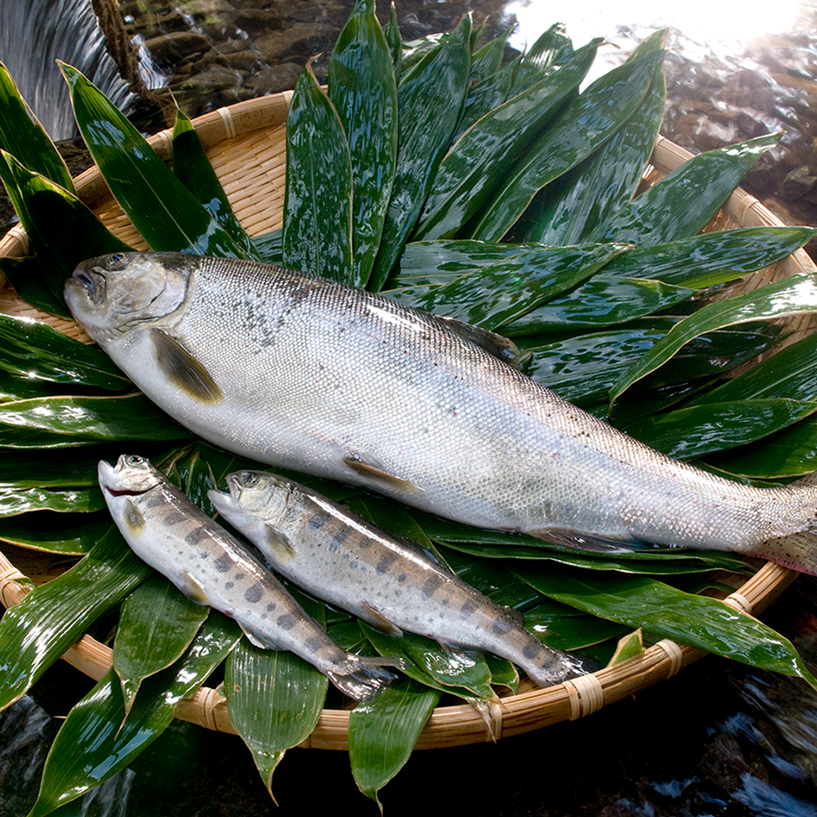 伊豆天城産山葵訳あり500g 伊豆天城産山葵市場規格500グラム 伊豆天城