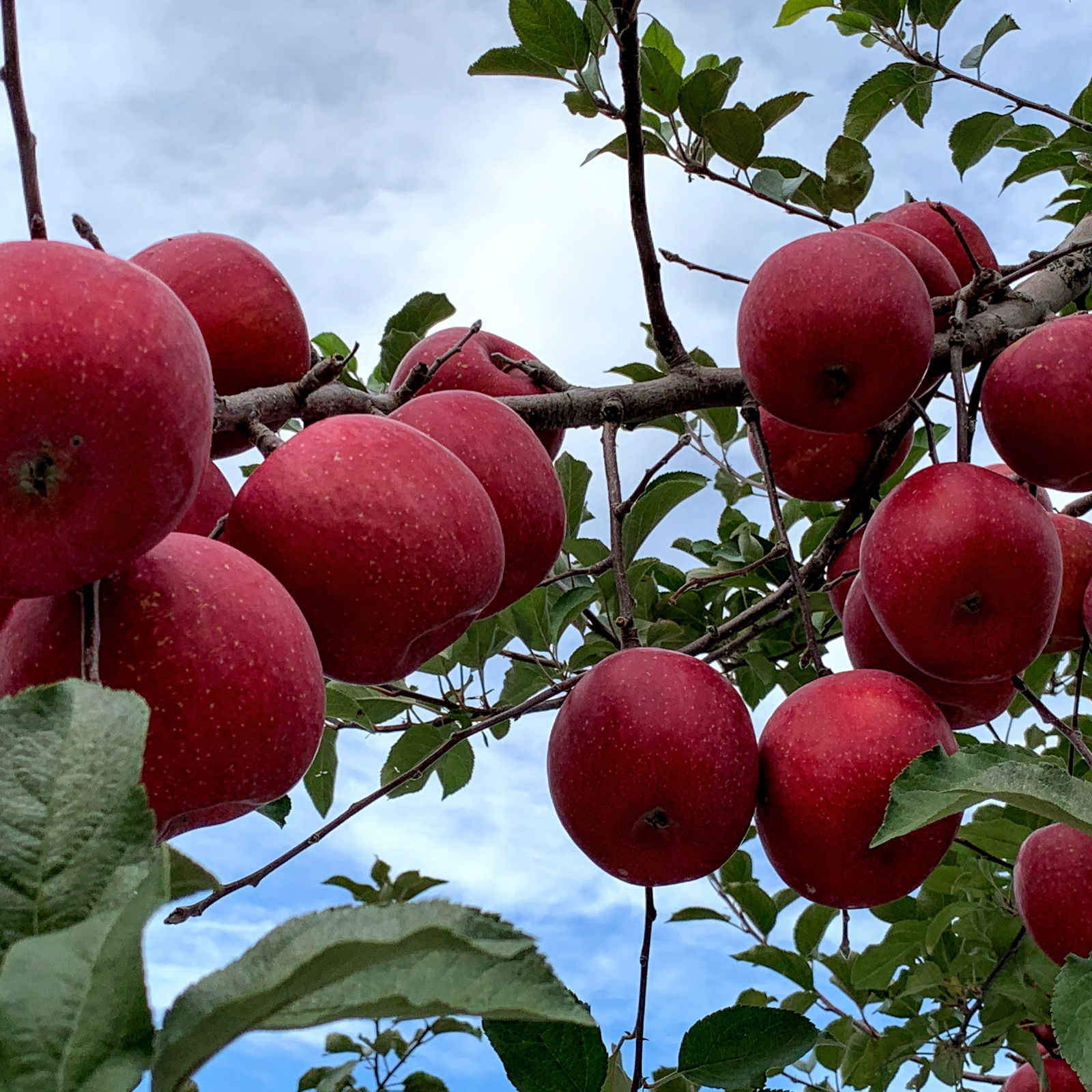 青森りんごを直送～ ハネ（規格外品）『完熟サンふじ』2Kg 6個から