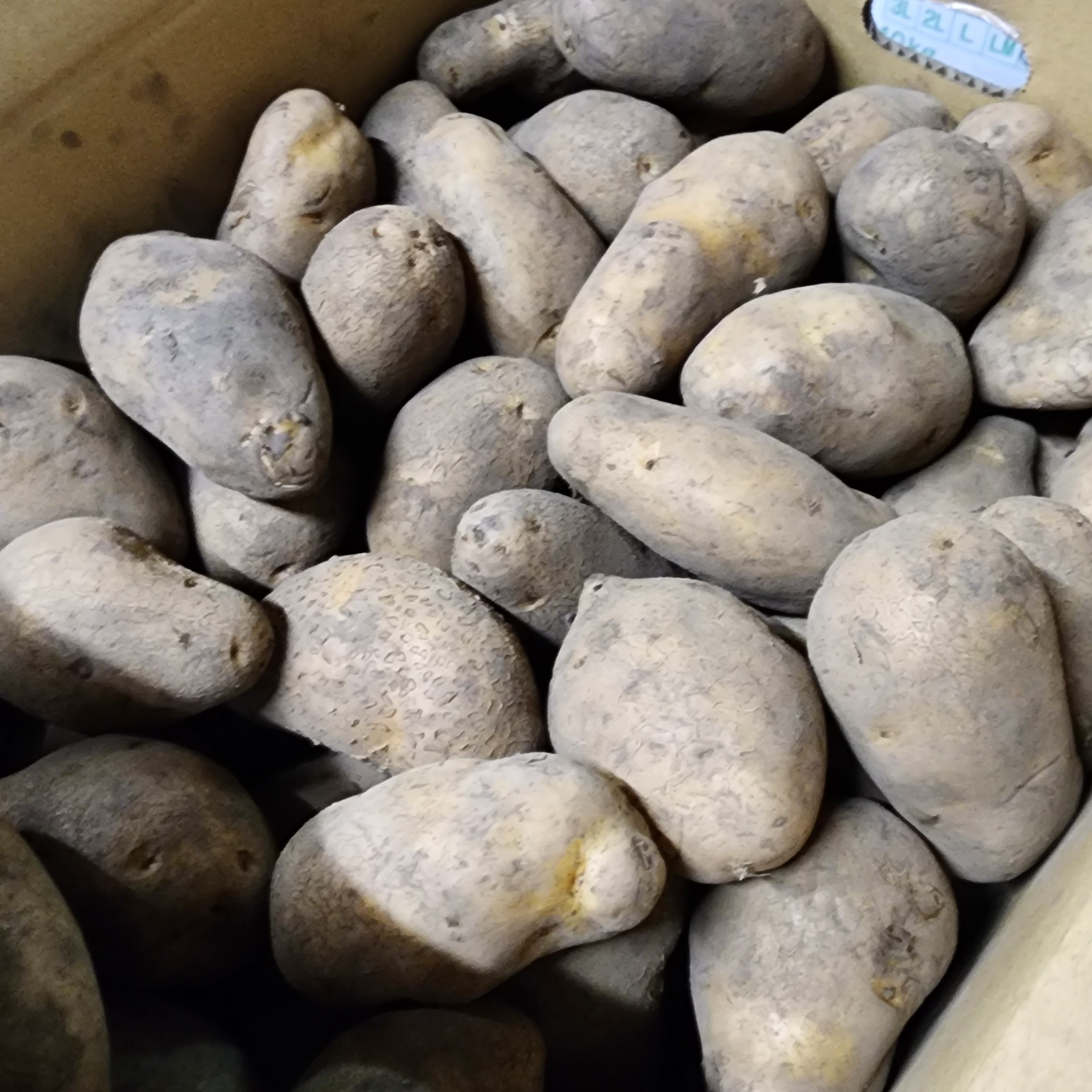 北海道じゃがいも メークイン Mサイズ 10kg ｜ 野菜/じゃがいも 産直