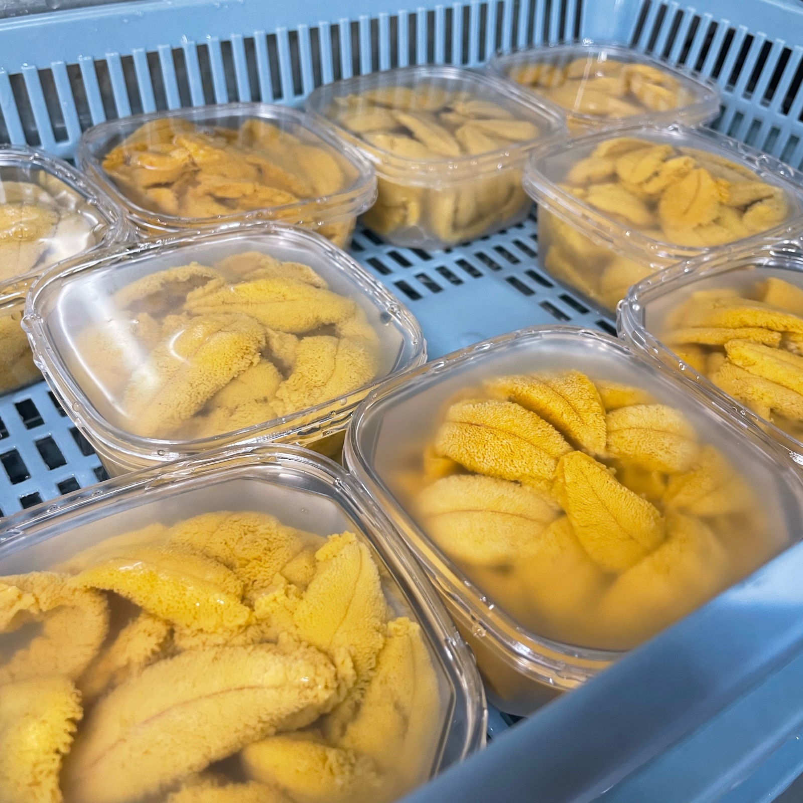 【ウニ様】オーダー専用ページ 漁師直送便 さいと…の最新投稿「ウニ出ました！」｜産地直送の販売