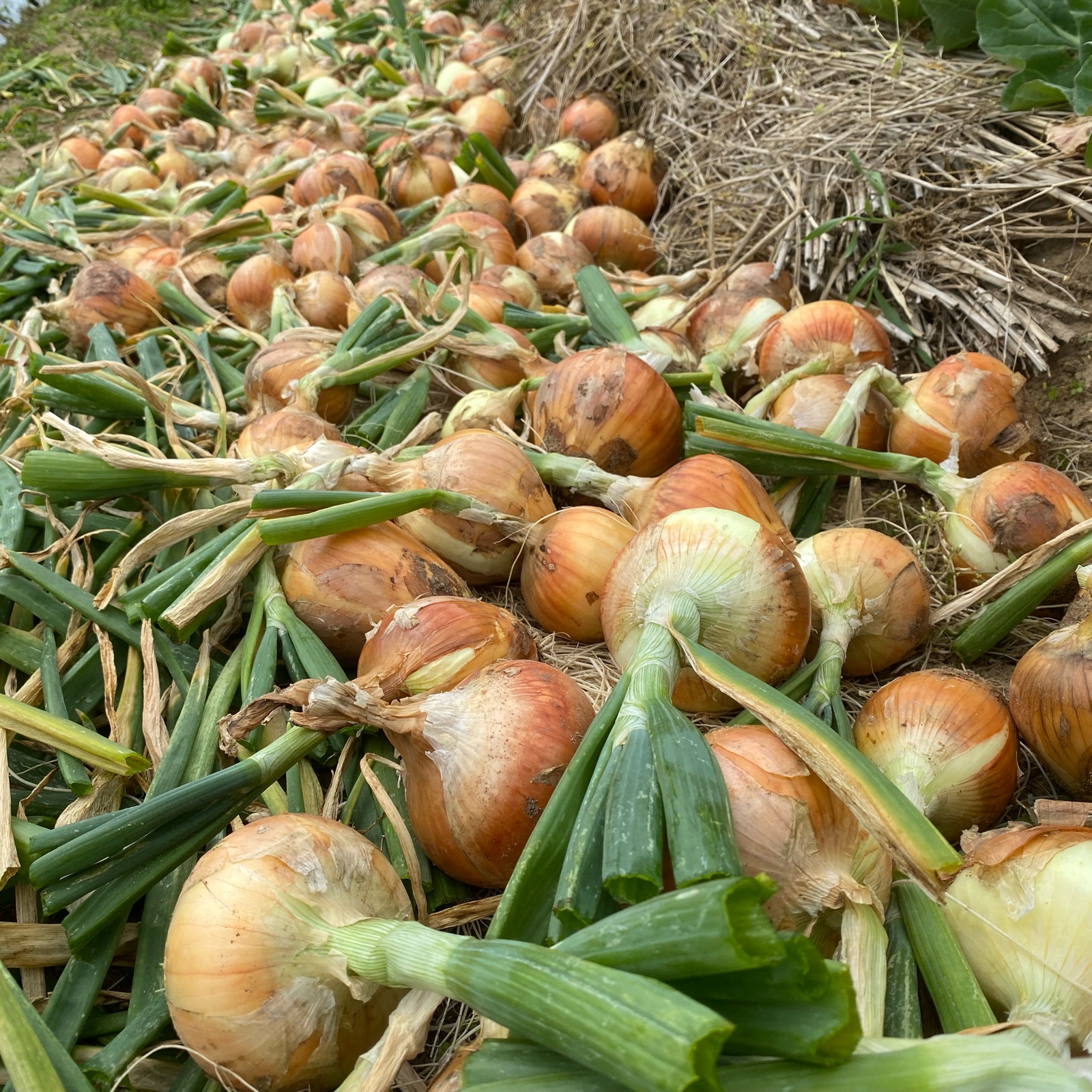 無農薬 新玉ねぎ 1kg ｜ 野菜/玉ねぎ 産直アウル 農家・漁師など生産者